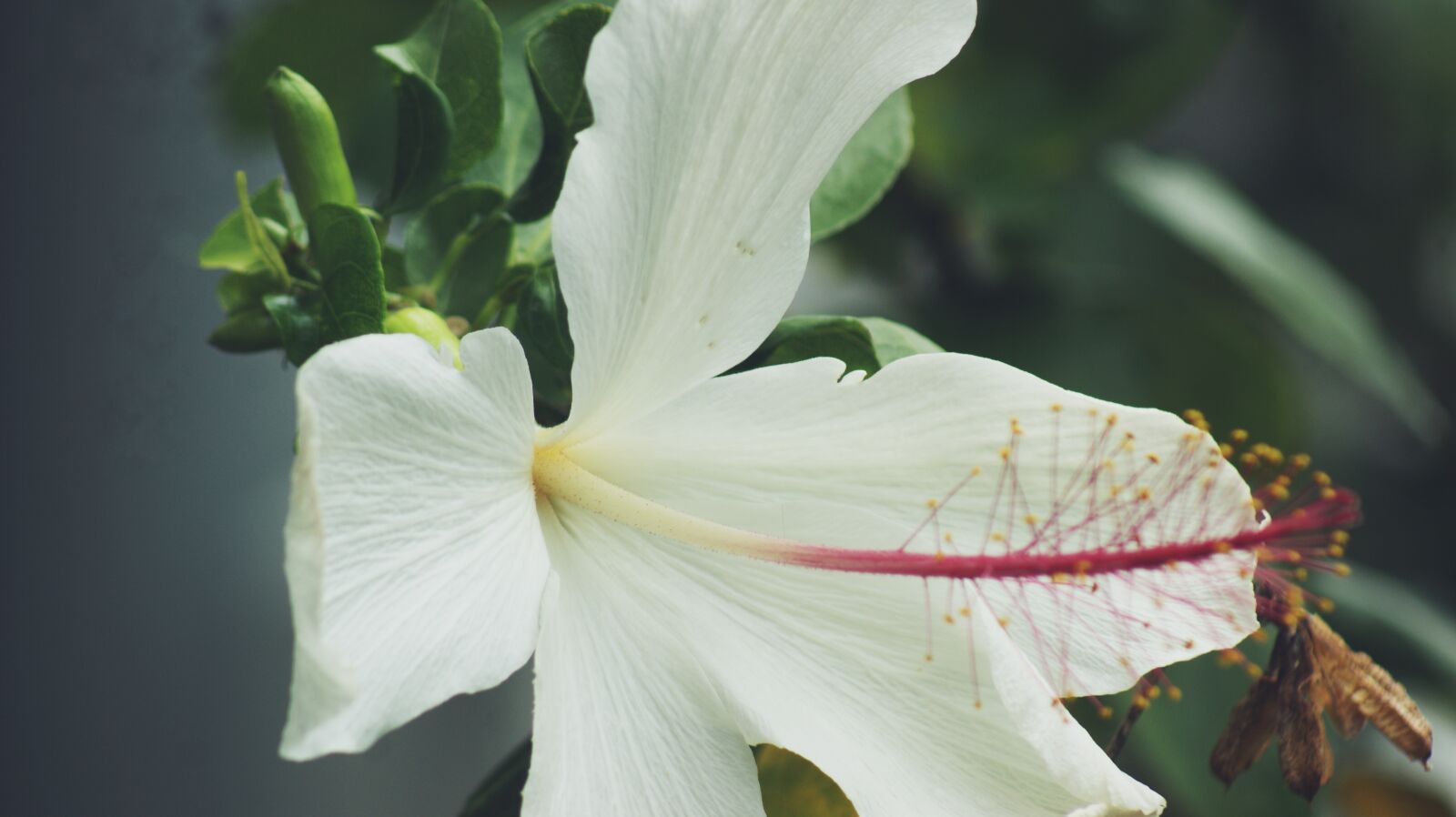 Sony Alpha DSLR-A350 sample photo. Purity, white, flower photography