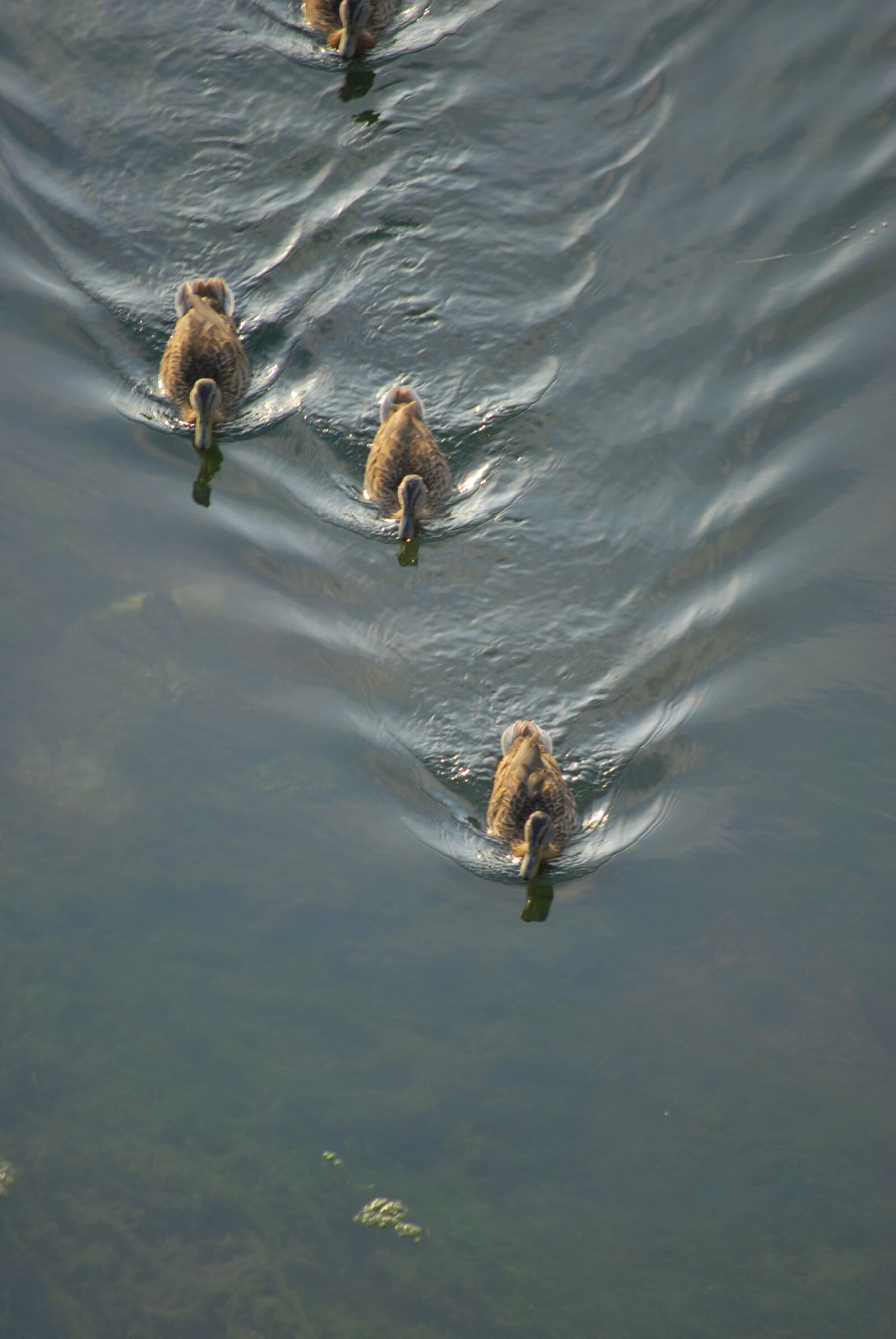 Nikon D60 sample photo. Ducks, water, nature photography