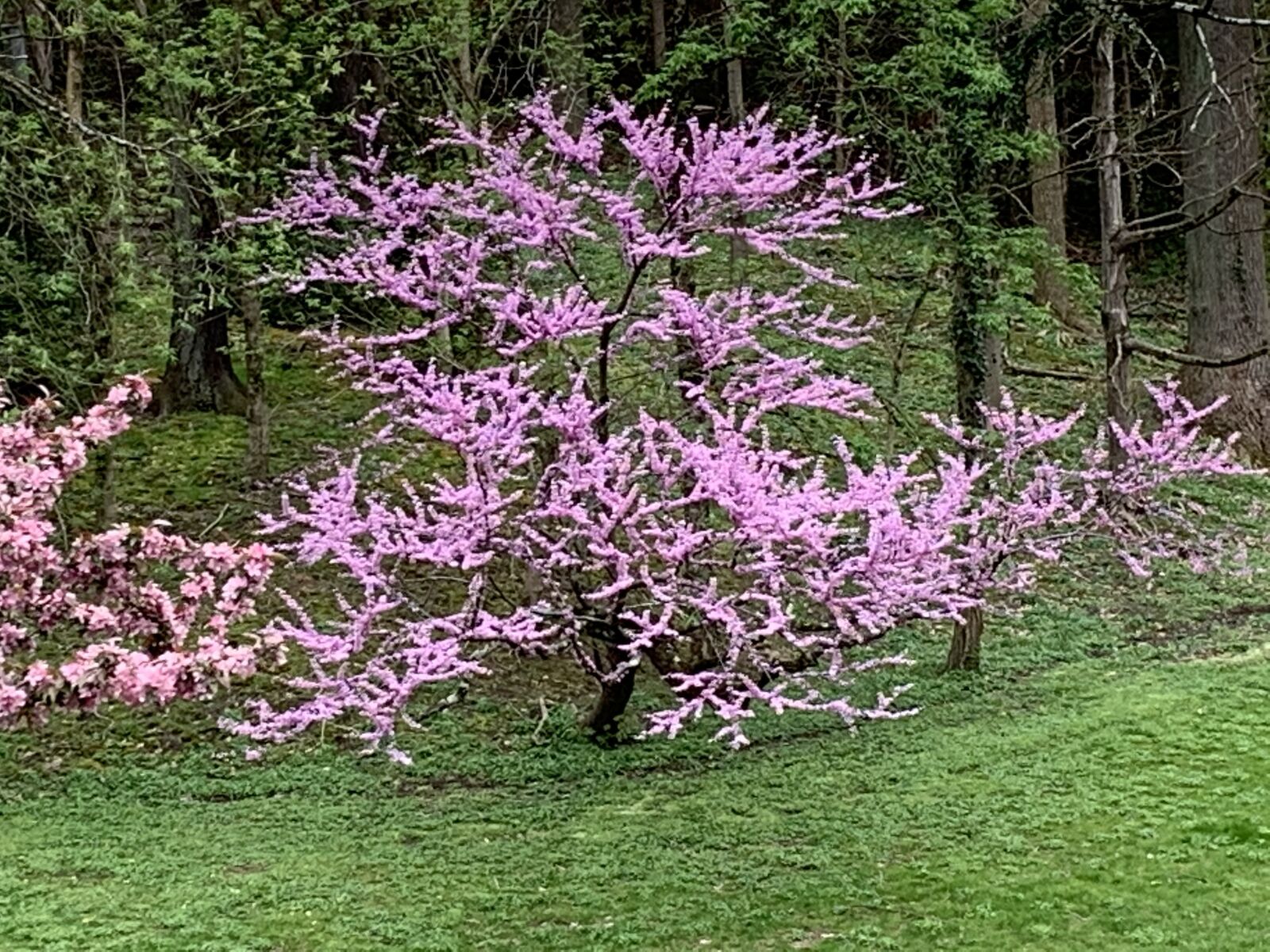Apple iPhone XR sample photo. Lavender tree, flowering tree photography
