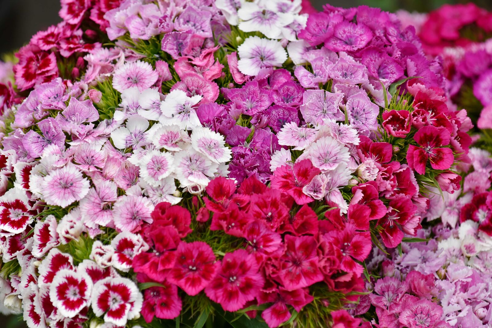 Nikon D5500 sample photo. Bouquet, carnation, cluster, colorful photography