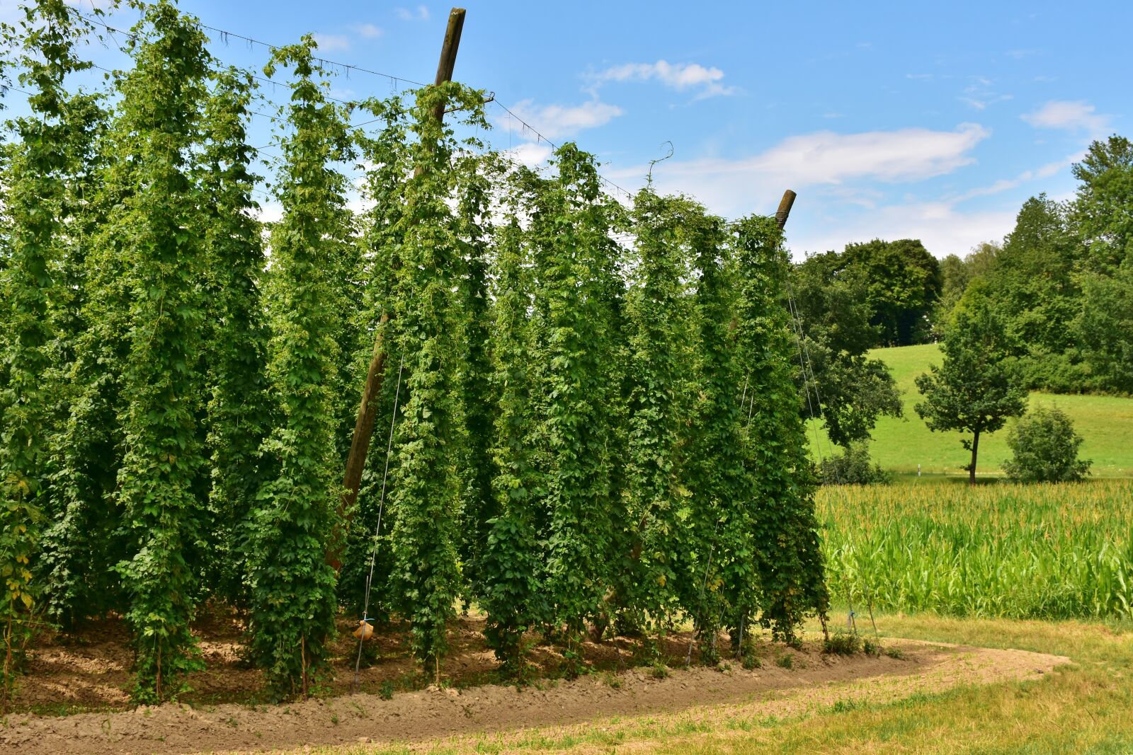 Nikon D7200 sample photo. Hops, umbel, climber plant photography