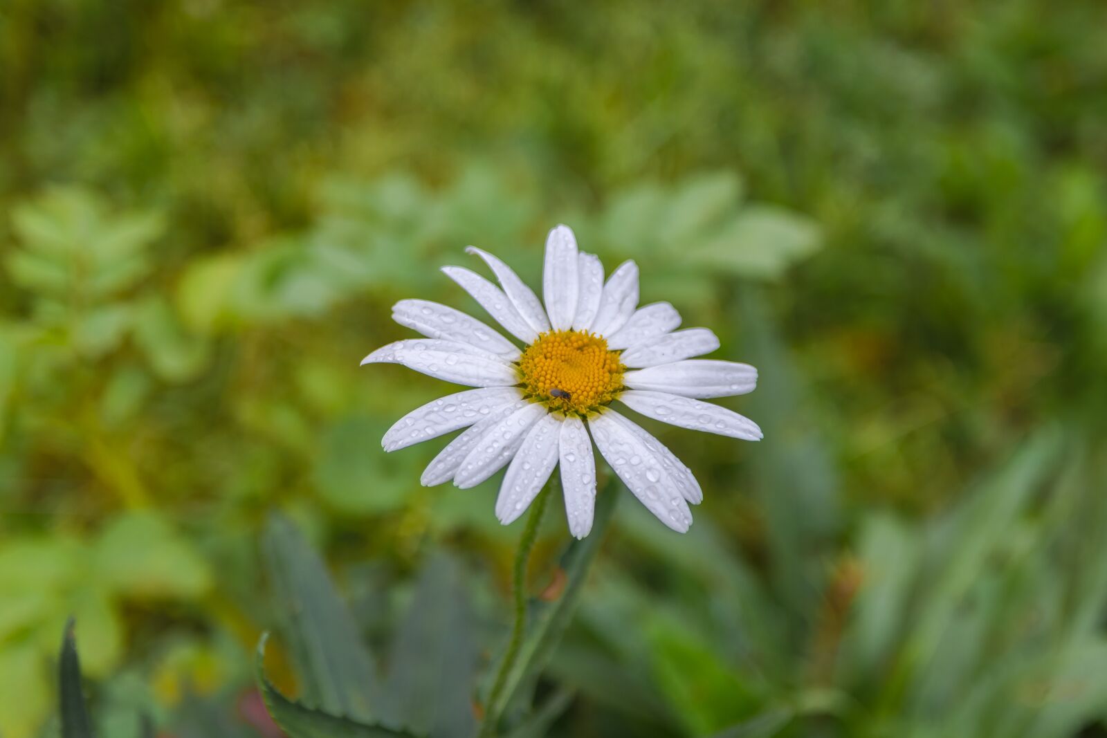 Nikon D7200 sample photo. Daisy, flowers, summer photography