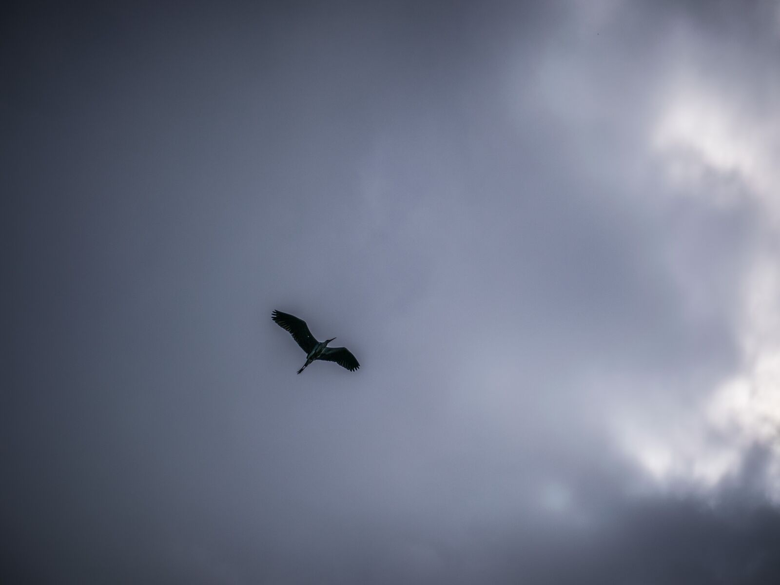 Nikon D5300 sample photo. Sky, bird, flying photography