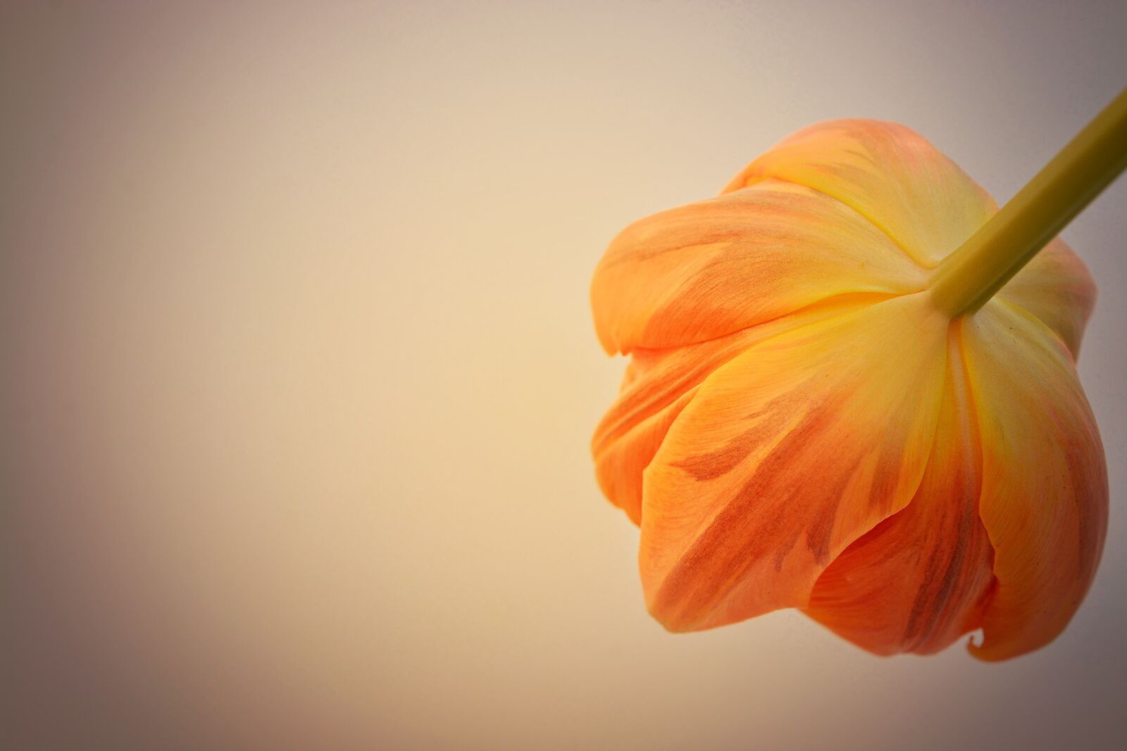 Nikon D7100 sample photo. Tulip, flower, orange photography