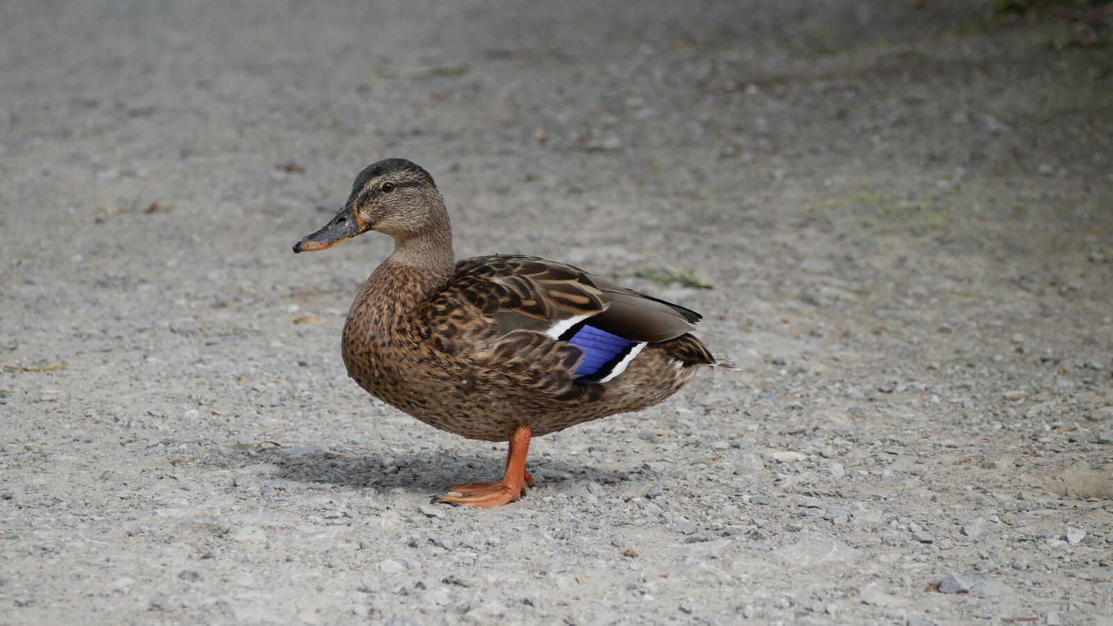Panasonic Lumix DMC-GX85 (Lumix DMC-GX80 / Lumix DMC-GX7 Mark II) sample photo. Duck, bird, water bird photography