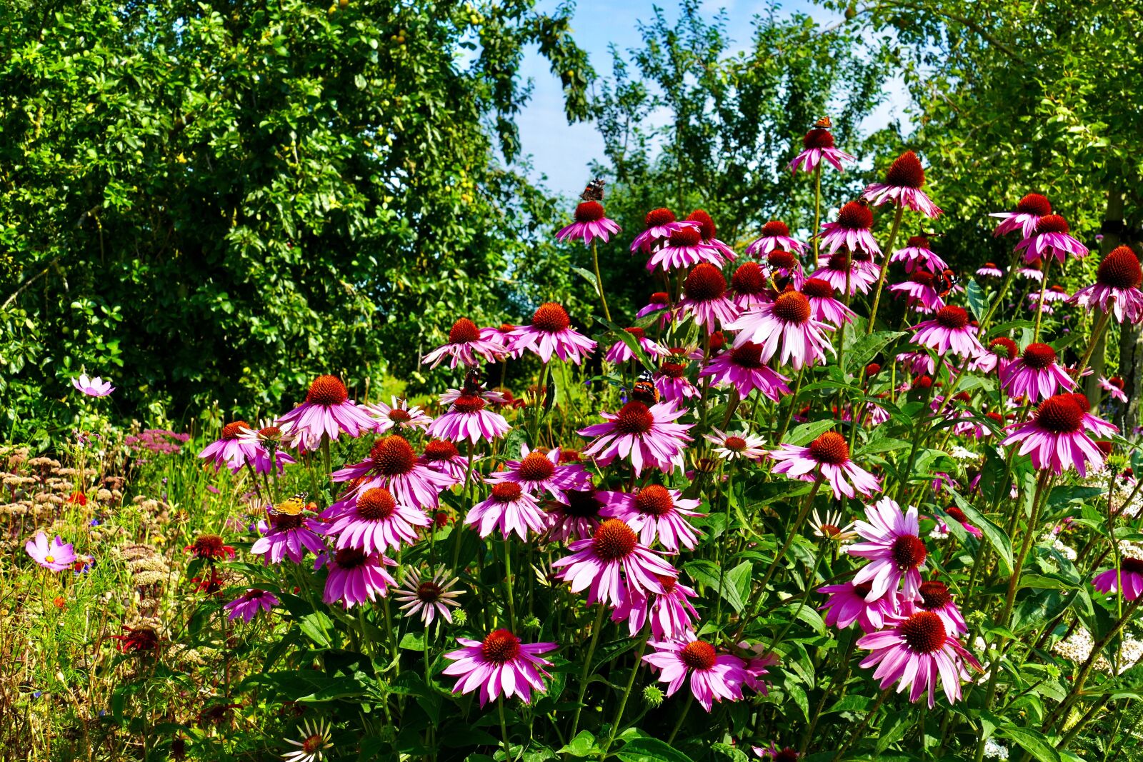 Panasonic Lumix DMC-FZ1000 sample photo. Flower, summer, purple photography