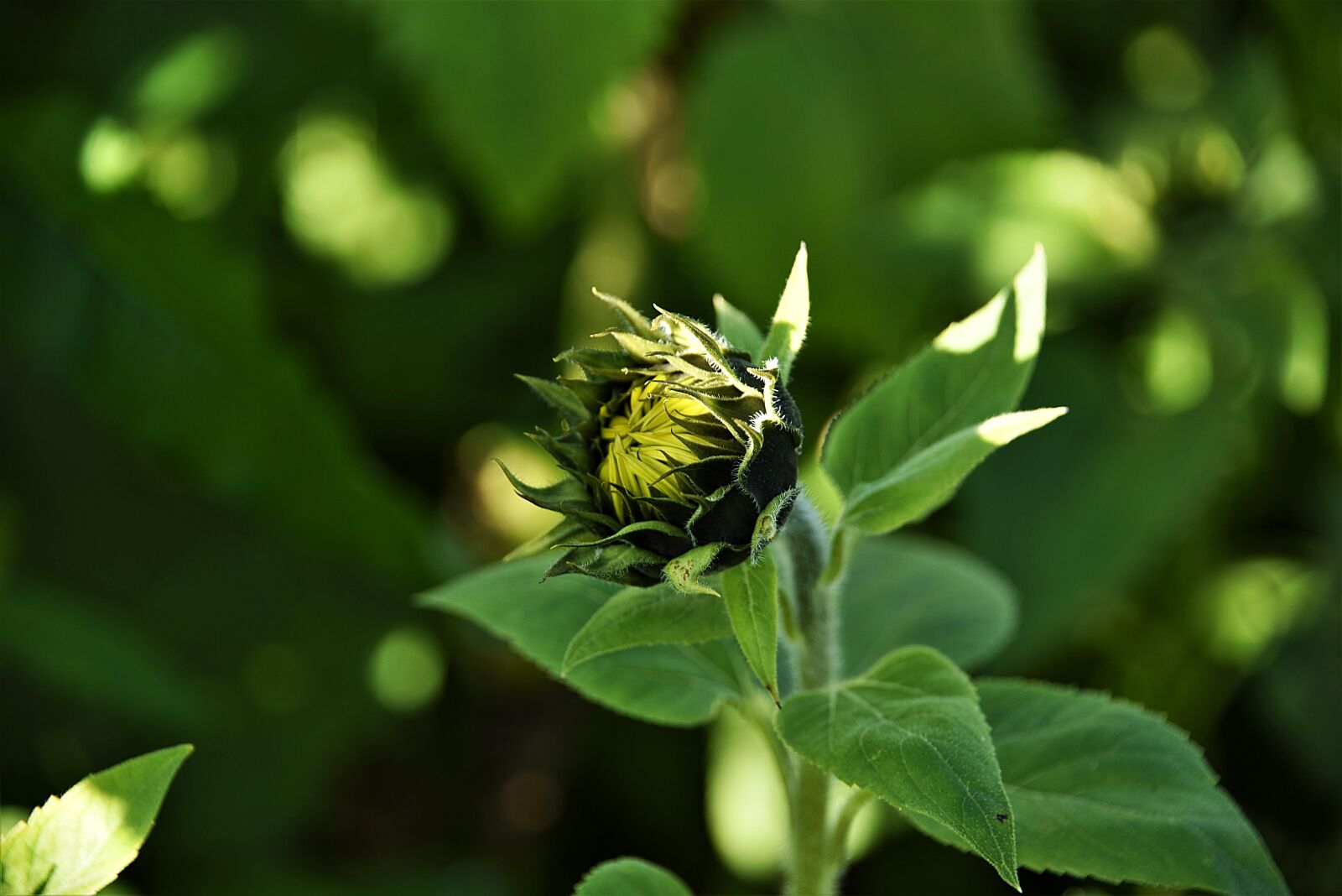 Nikon D750 sample photo. Bud, leaves, blossom photography