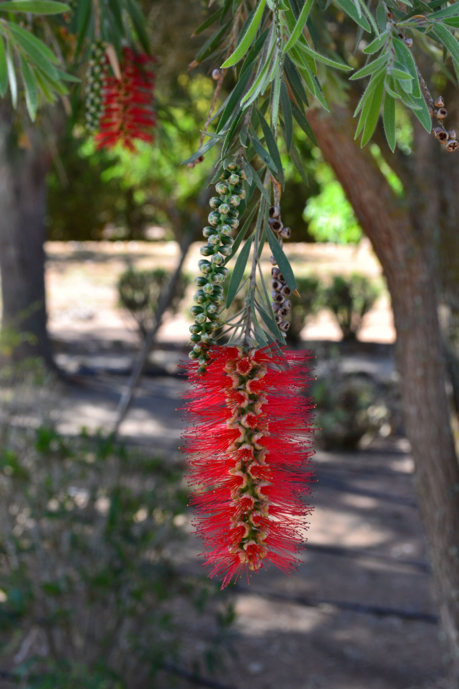 Nikon D3100 sample photo. Bottlebrush, botanical, garden photography