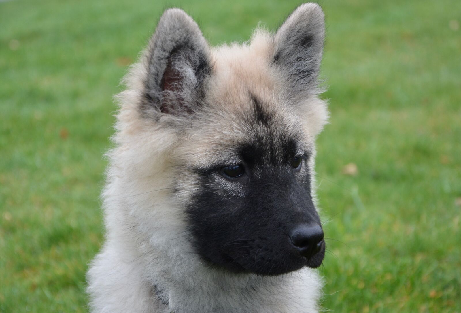 Nikon D5200 sample photo. Dog, bitch nova, young photography