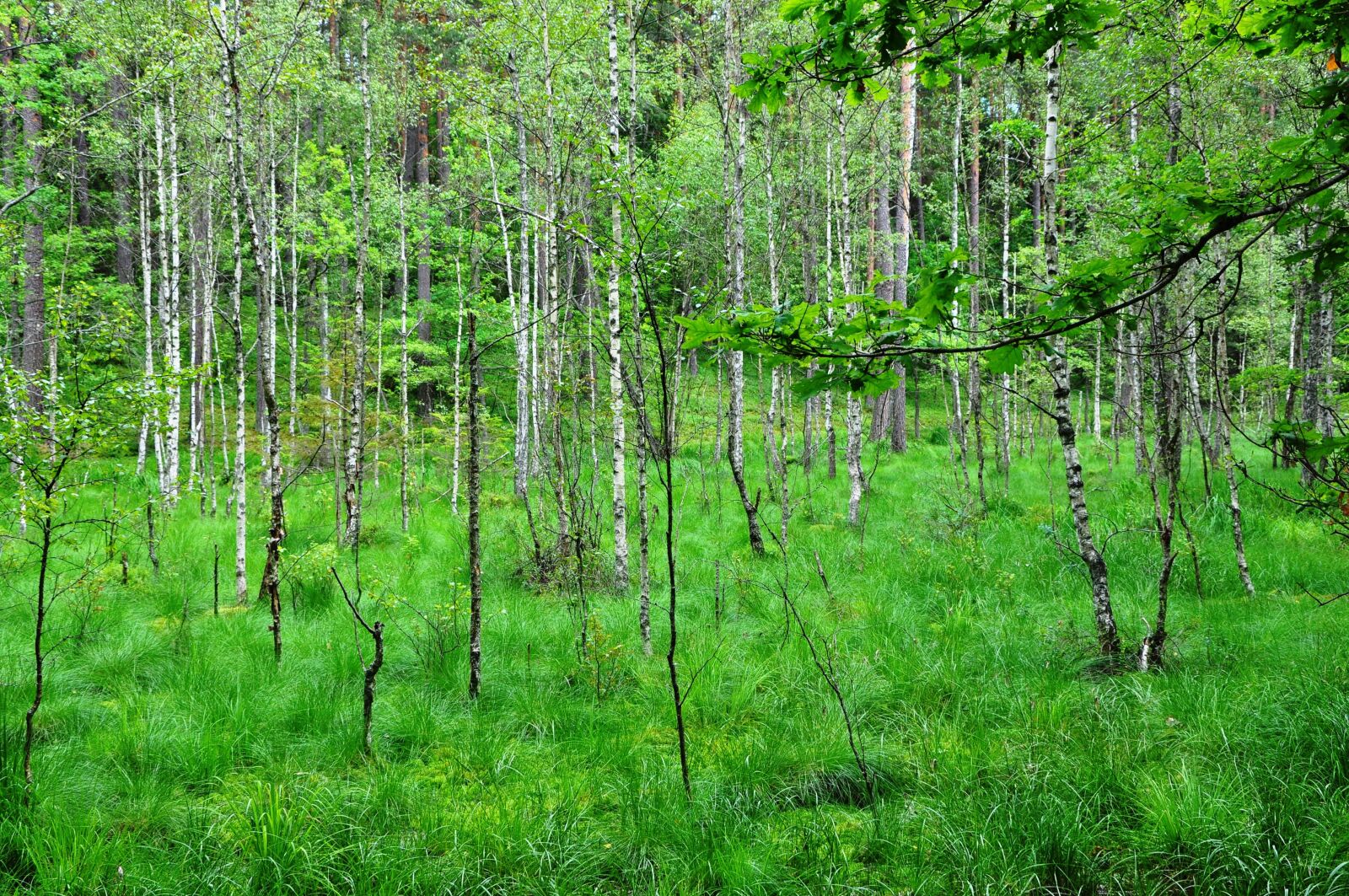 Nikon D90 sample photo. Krutyni, forest, reserve photography