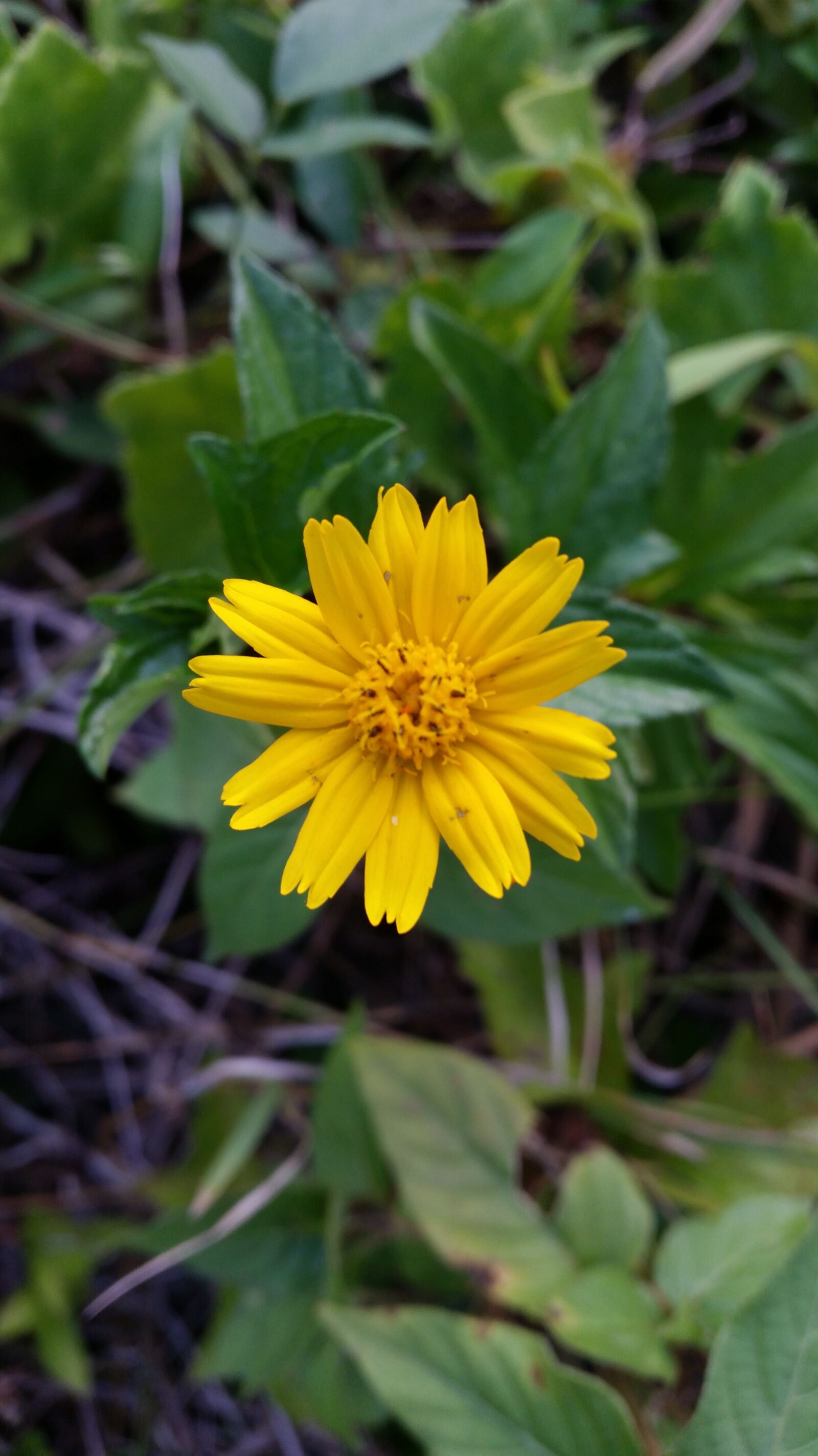 Samsung Galaxy S5 sample photo. Flower, flowers, flowers thailand photography