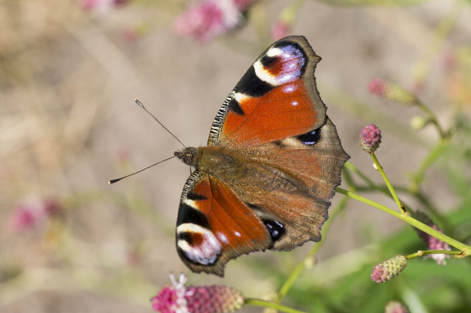 Sony Alpha DSLR-A580 sample photo. Butterfly, peacock, insect photography