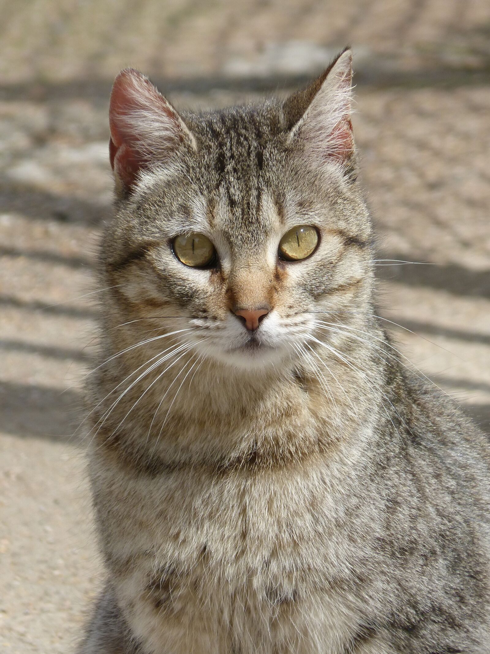 Panasonic DMC-FZ62 sample photo. Gata, cat, nice photography