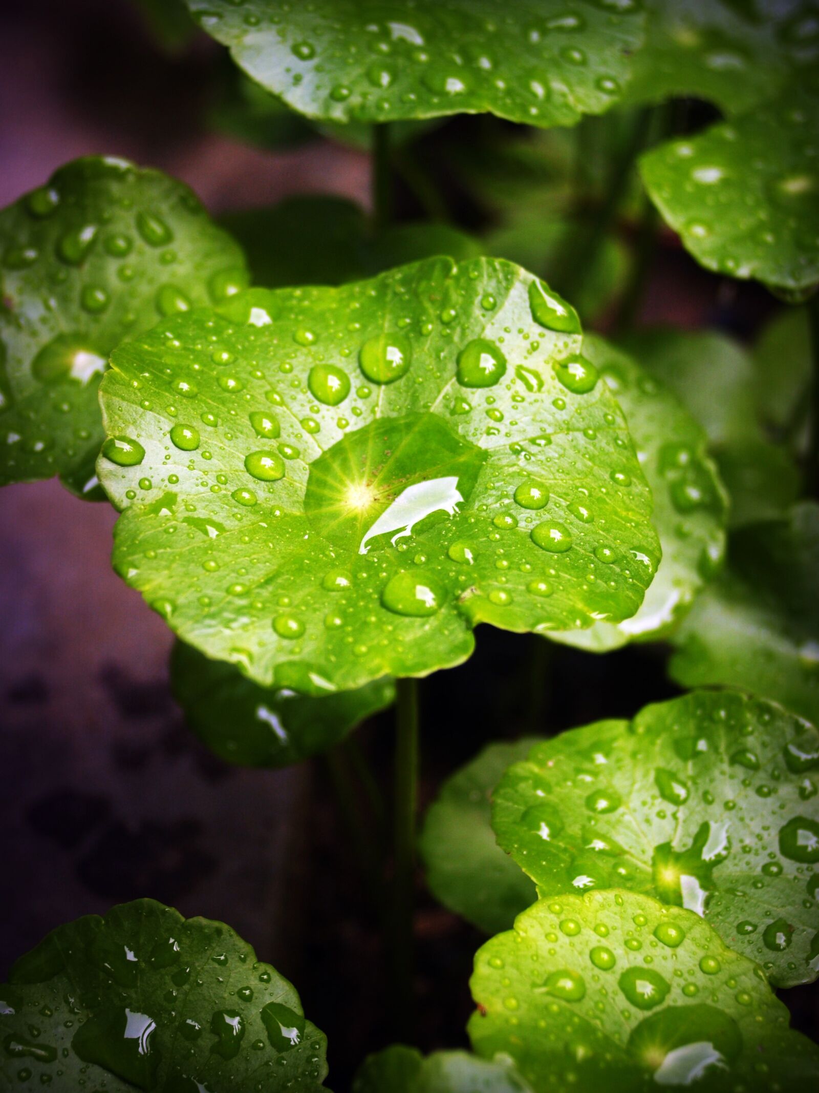 Olympus E-300 (EVOLT E-300) sample photo. Leaf, water, green photography