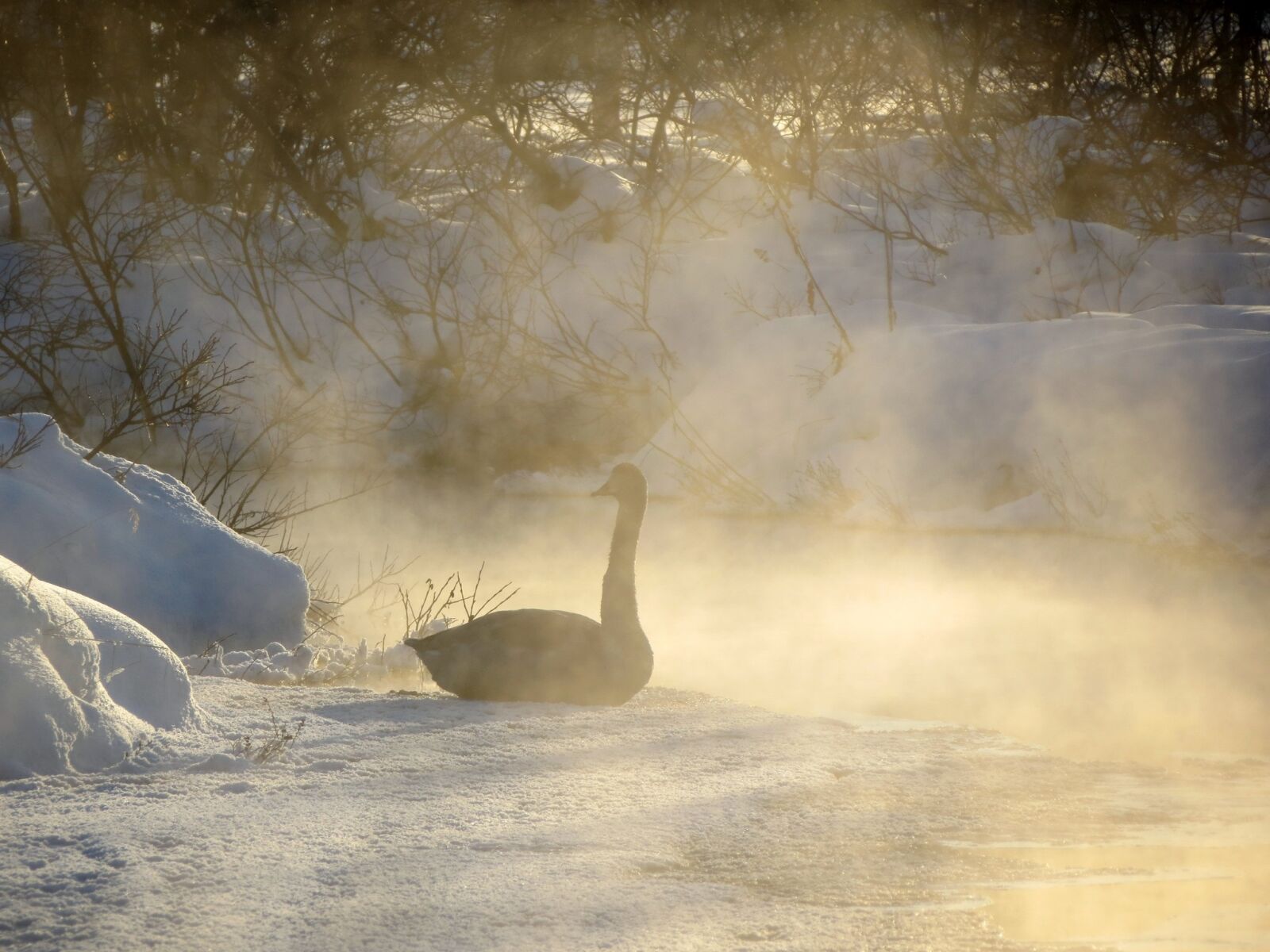 Canon PowerShot SX40 HS sample photo. Wild swan, whooper, river photography