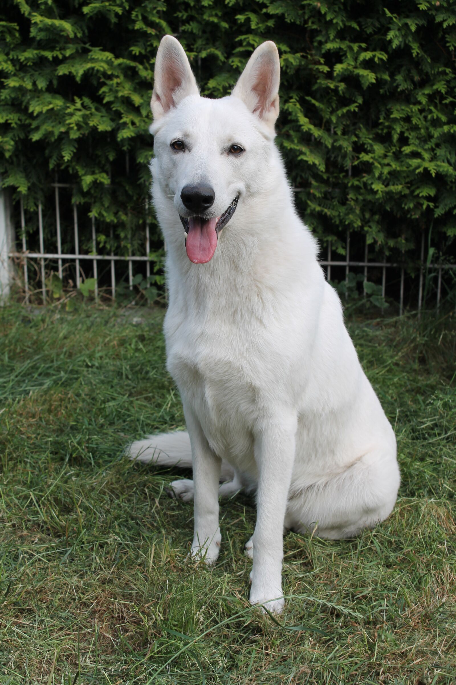 Canon EOS 1100D (EOS Rebel T3 / EOS Kiss X50) sample photo. White shepherd, dog, swiss photography