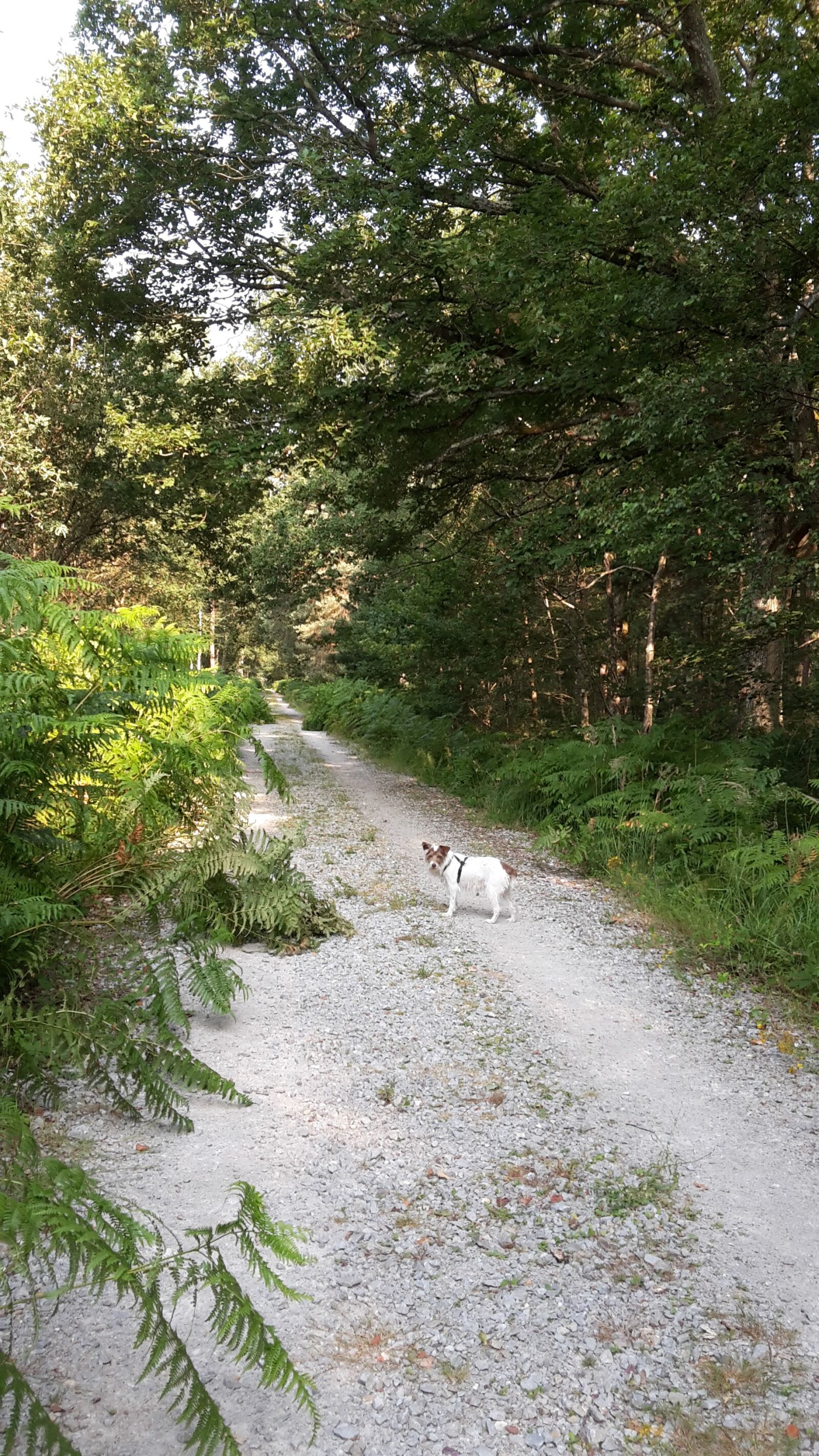 Samsung SM-G800F sample photo. Forest, path, trees photography