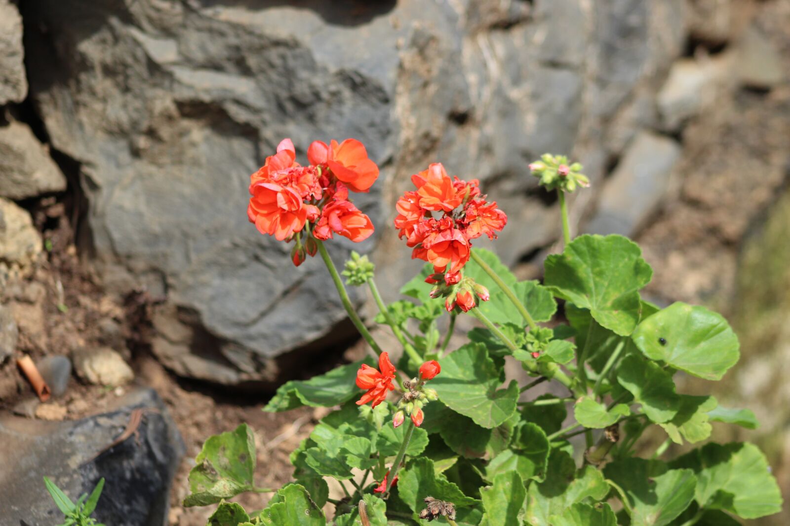 Canon EF75-300mm f/4-5.6 sample photo. Flowers, red, castilleja photography