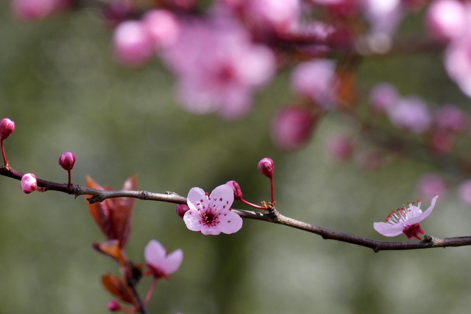 Panasonic Lumix DMC-FZ300 sample photo. Spring, flowers, flowering photography