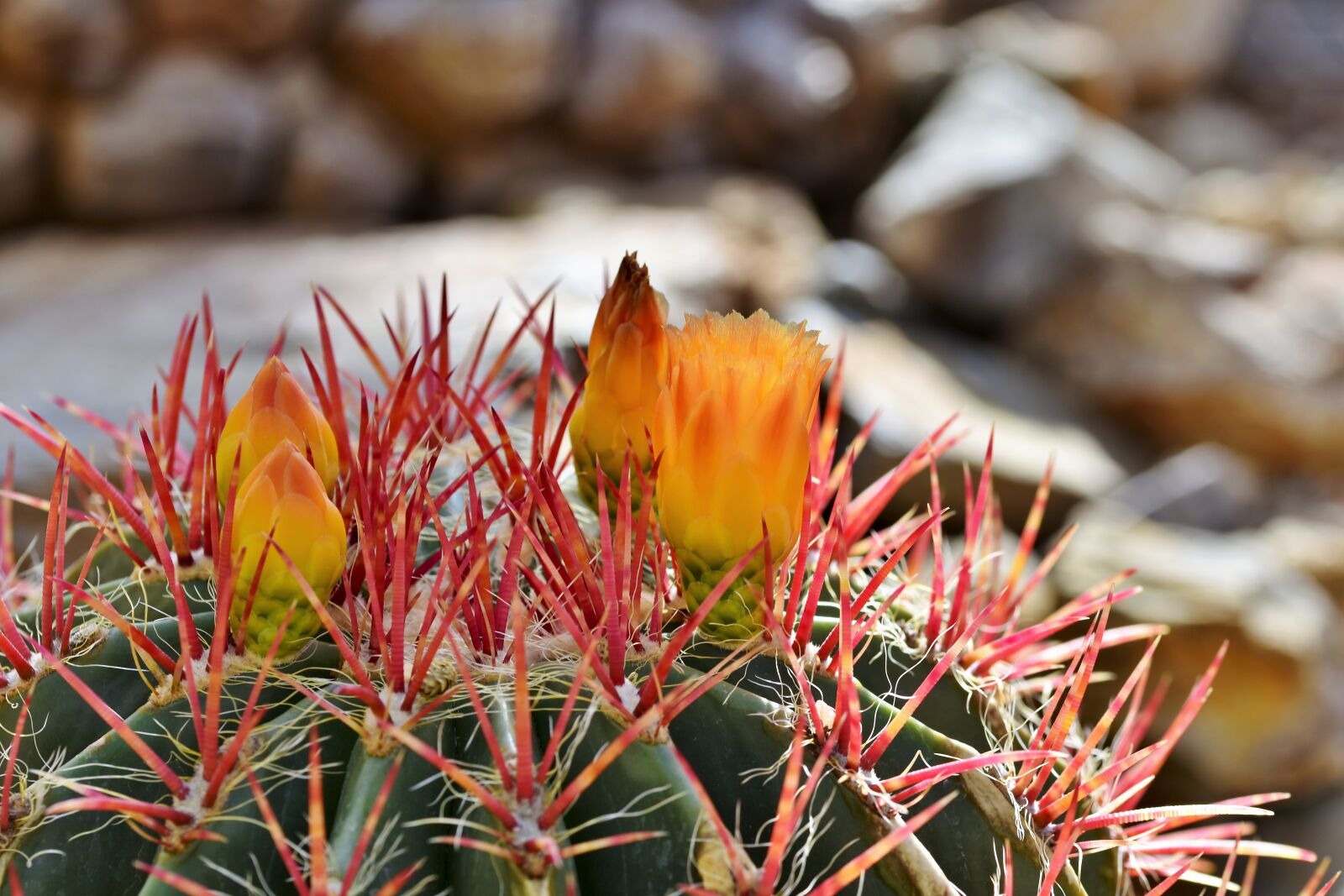 Nikon D7200 sample photo. Cactus, cactus blossom, blossom photography