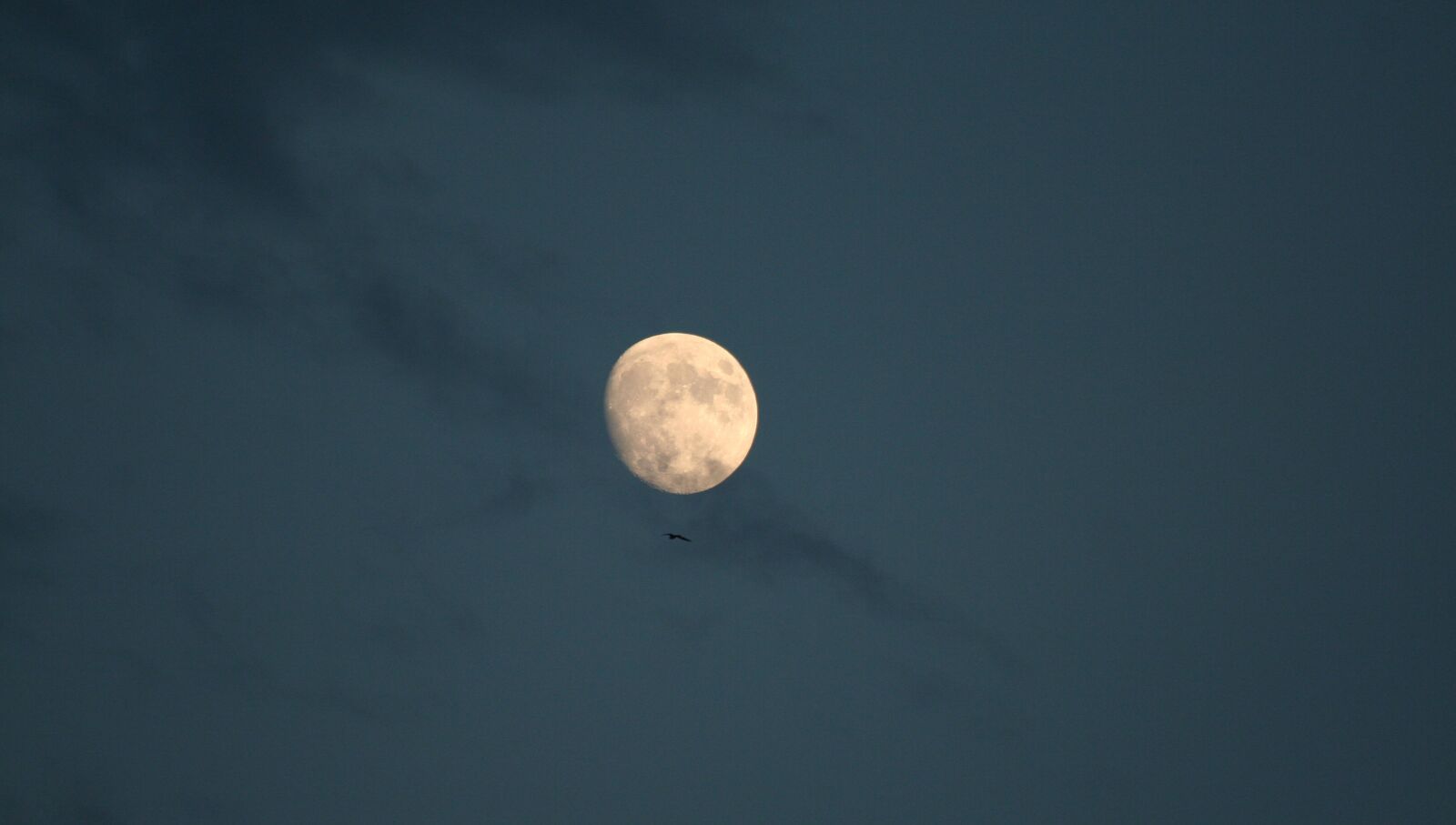 Canon EOS 350D (EOS Digital Rebel XT / EOS Kiss Digital N) sample photo. Luna, sky, seagull photography