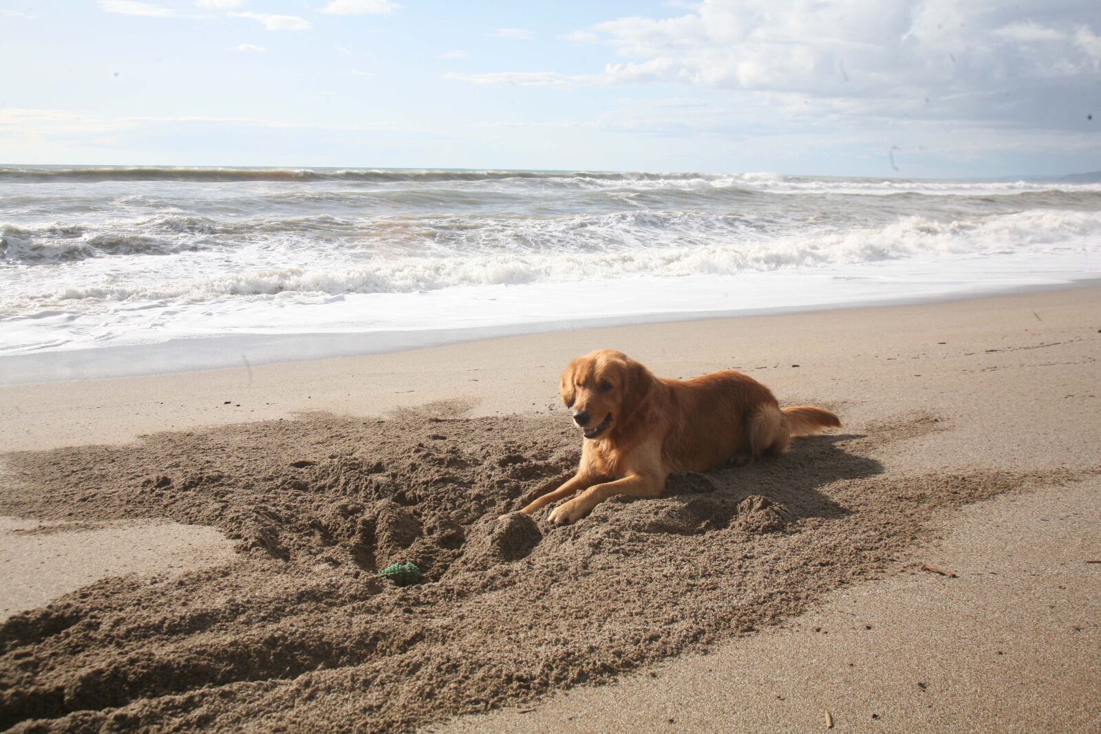 Canon EOS 5D sample photo. Dog, animal, marine photography