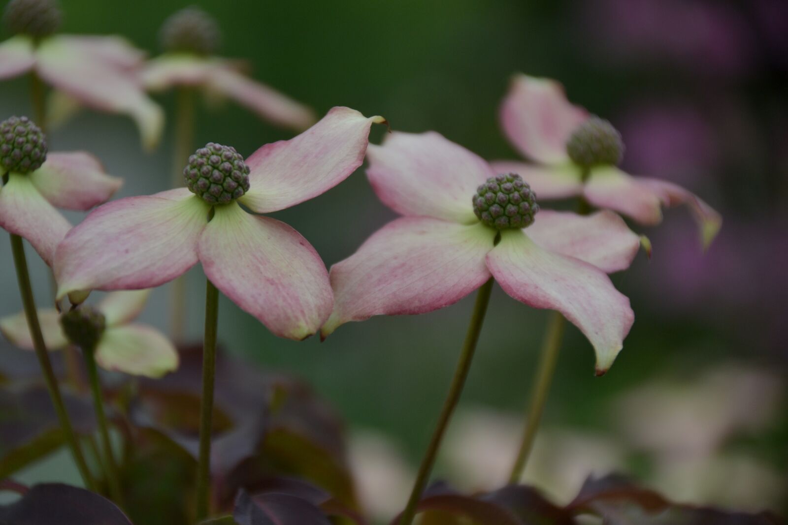 Nikon D3100 sample photo. Tree, flower, dogwood photography