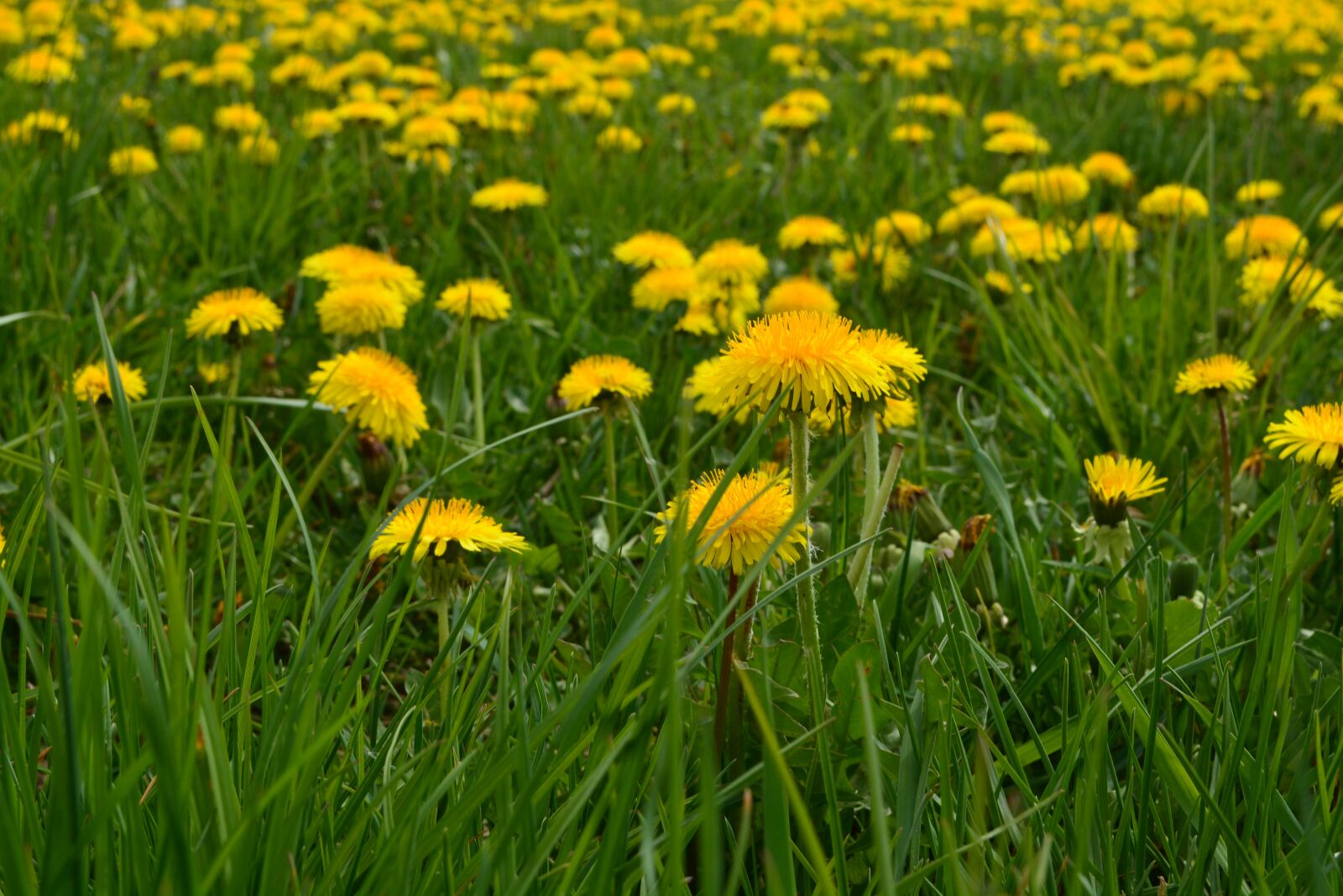 Nikon D5200 sample photo. Dandelion, wild flower, grass photography