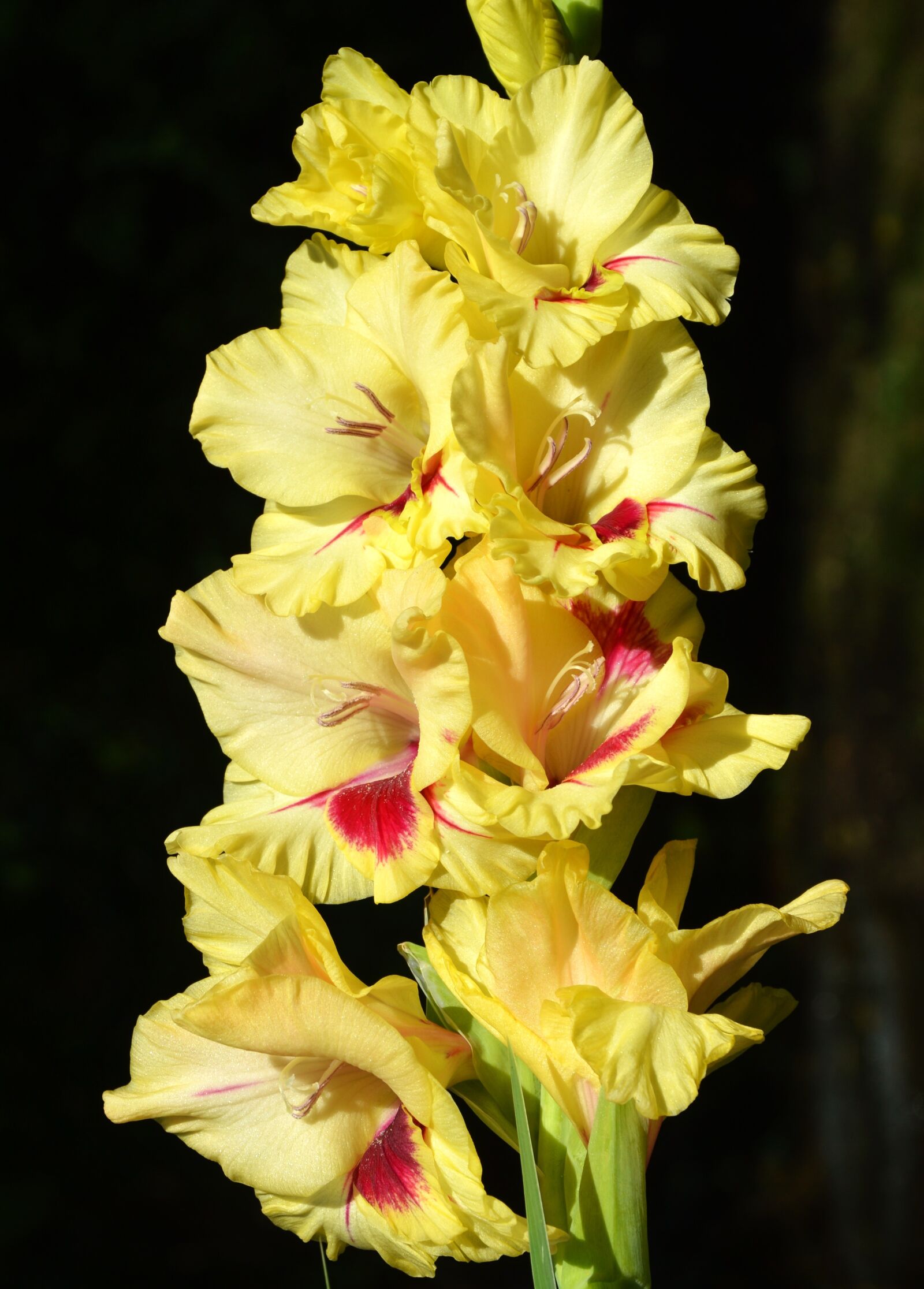 Nikon D3200 sample photo. Gladiolus, gladidus, butterfly greenhouse photography