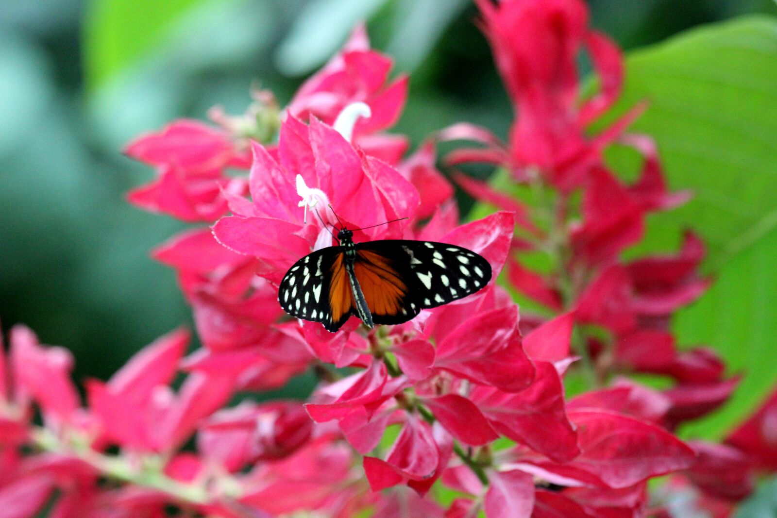 Canon EOS 600D (Rebel EOS T3i / EOS Kiss X5) sample photo. Butterfly, pink, flower photography