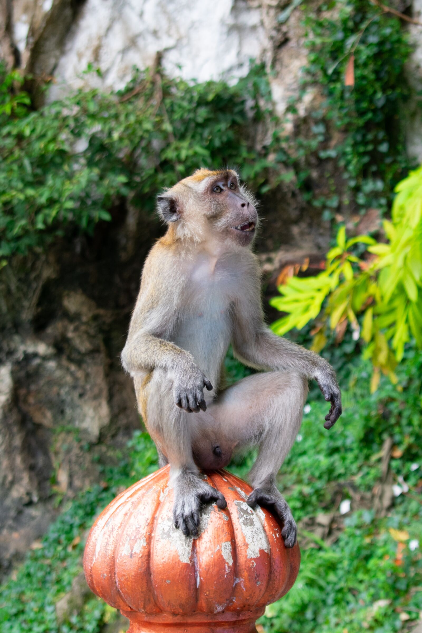 Nikon D3400 sample photo. Monkey, jungle, animal photography