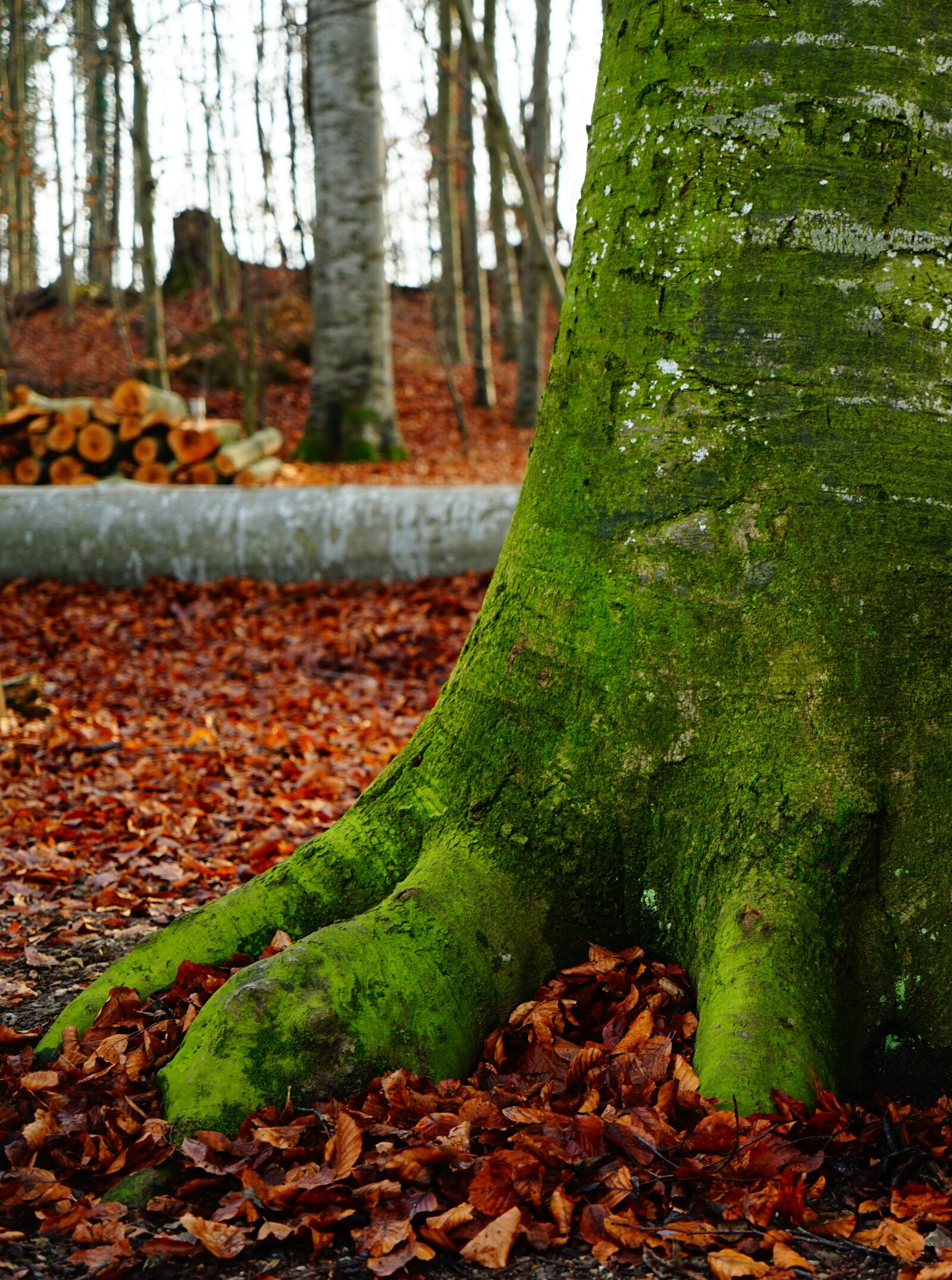 Sony Vario Tessar T* FE 24-70mm F4 ZA OSS sample photo. Beech, forest, autumn forest photography