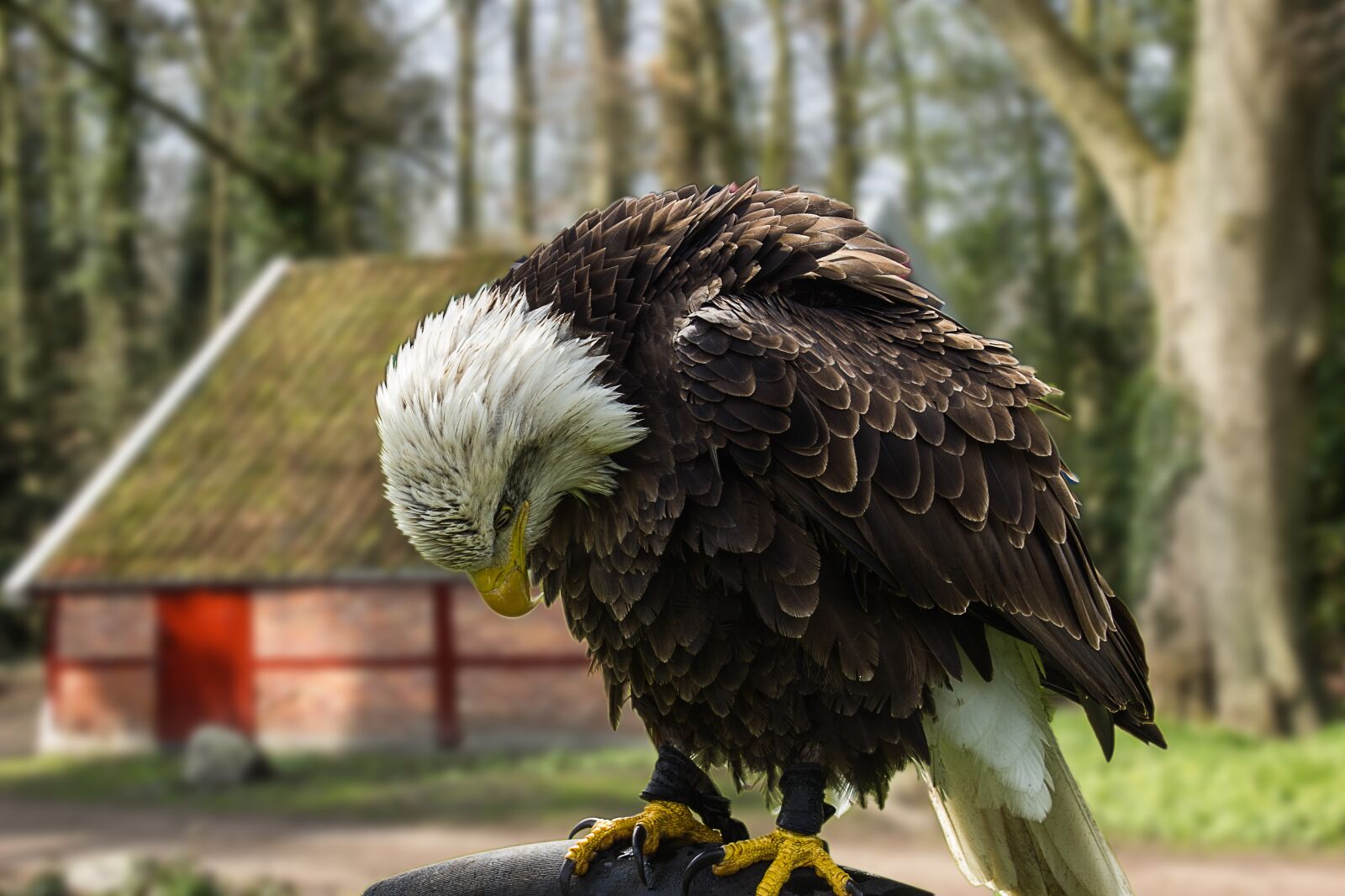 Canon EOS 550D (EOS Rebel T2i / EOS Kiss X4) sample photo. White tailed eagle, eagle photography