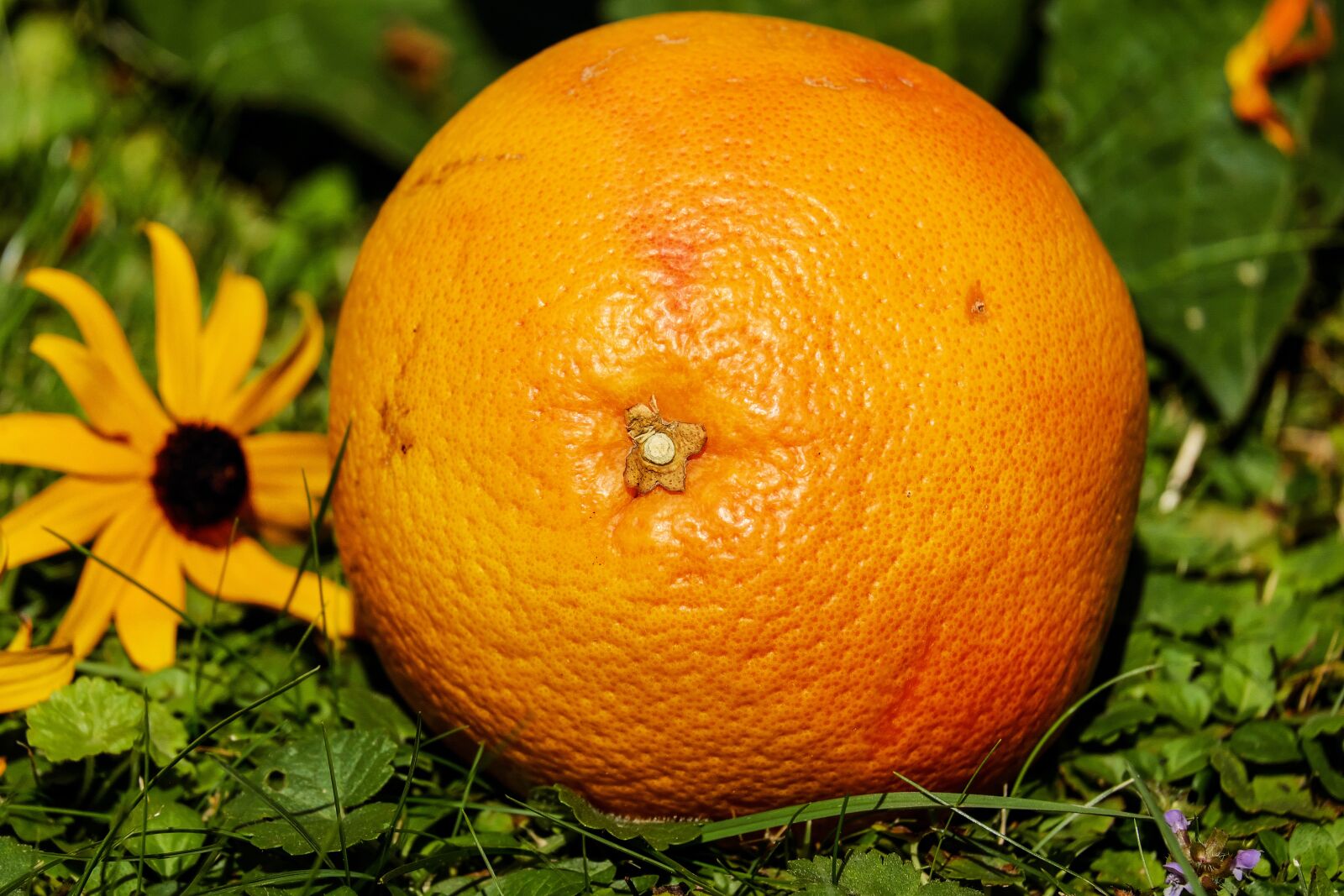 Fujifilm X-T10 + Fujifilm XC 50-230mm F4.5-6.7 OIS sample photo. Grapefruit, fruit, vitamins photography