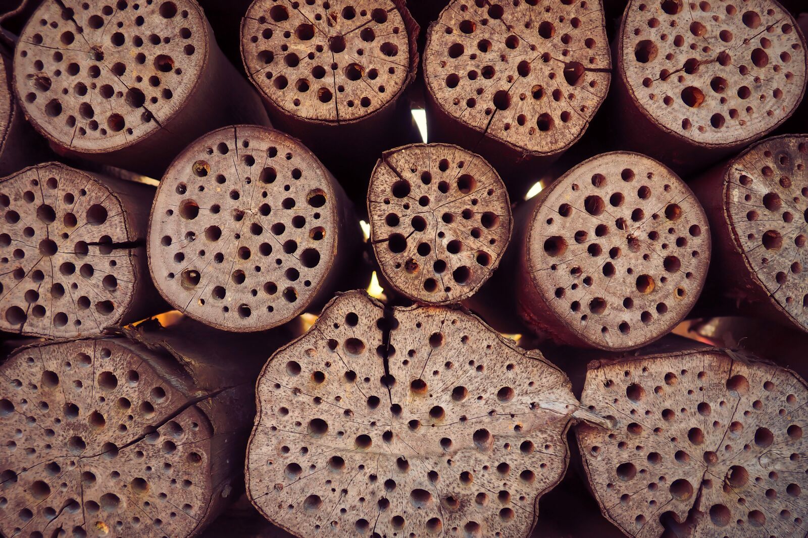 Olympus OM-D E-M10 sample photo. Wood, insect, nature photography