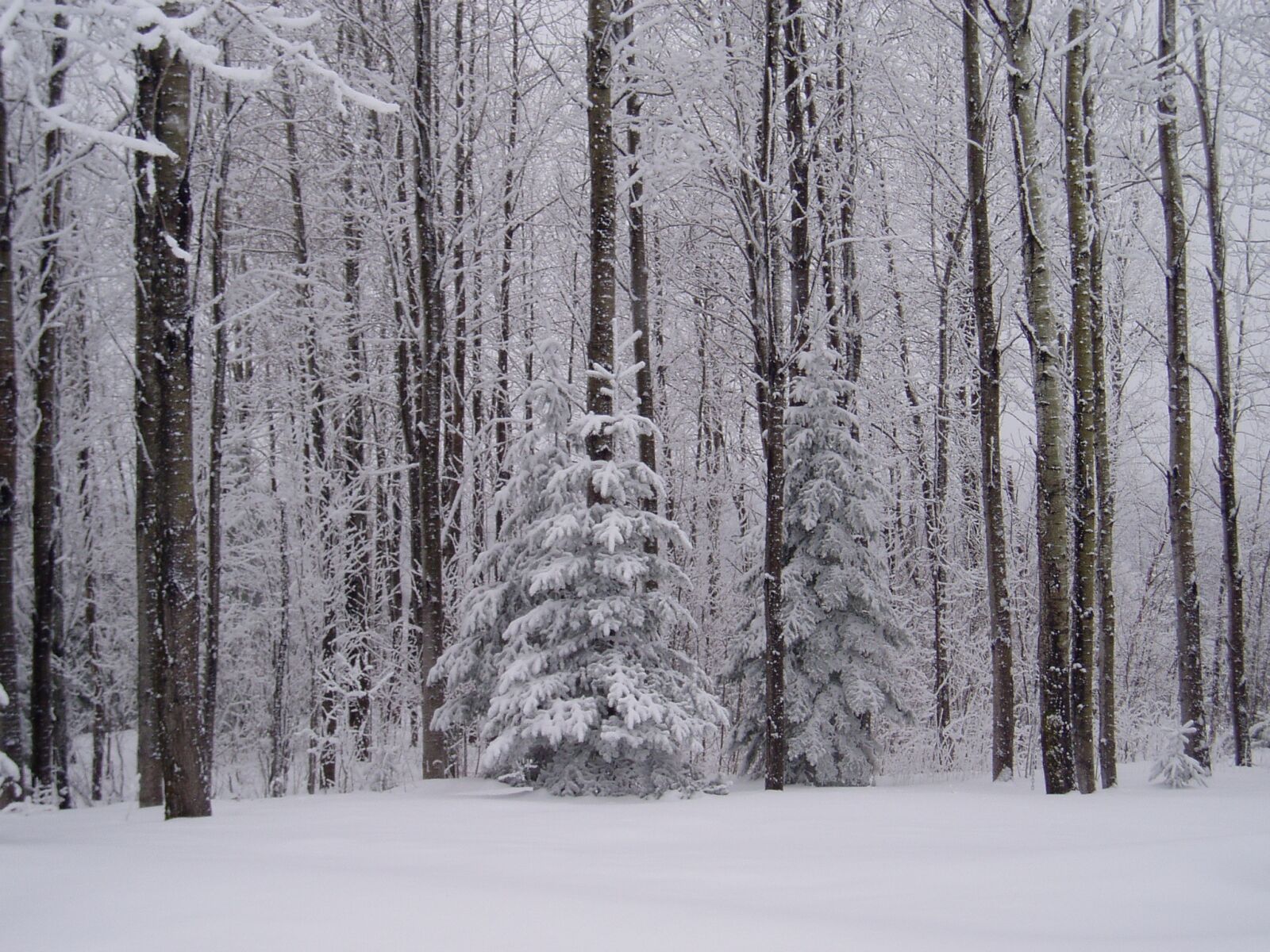 Olympus u10D,S300D,u300D sample photo. Winter, maine, snow photography