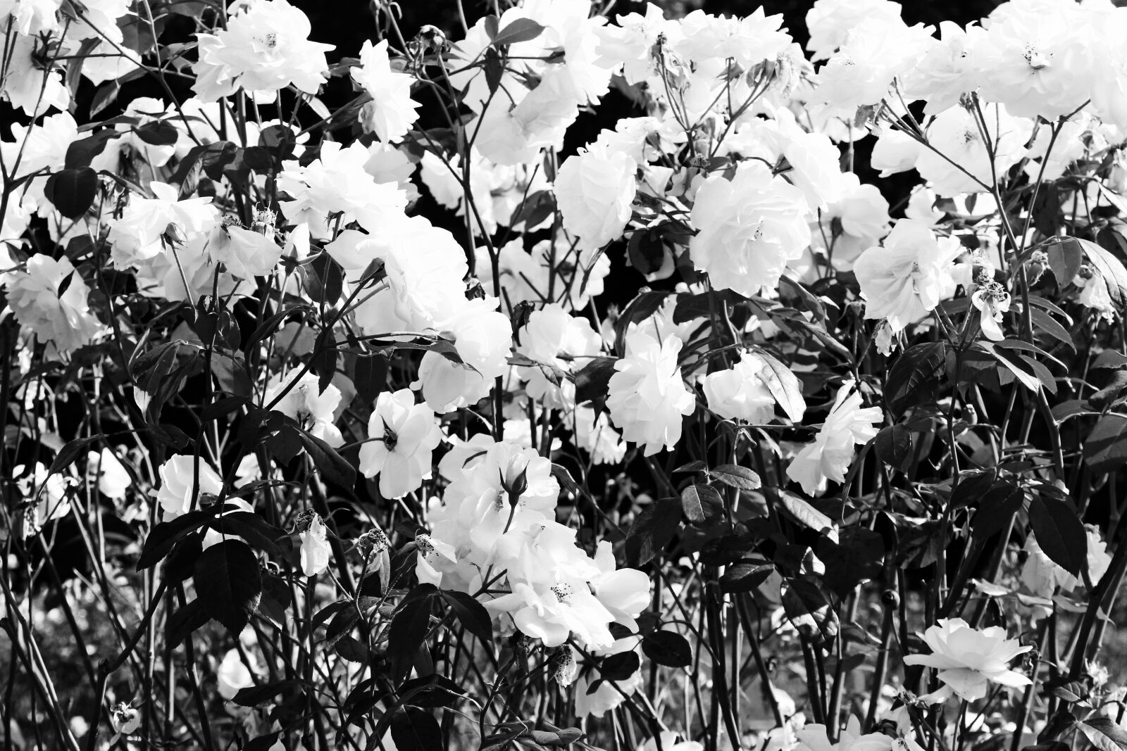 Canon EOS 700D (EOS Rebel T5i / EOS Kiss X7i) sample photo. Rose, flowers, bloom photography