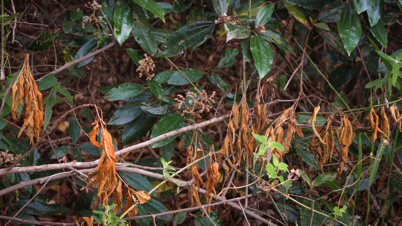 Canon EOS 700D (EOS Rebel T5i / EOS Kiss X7i) sample photo. Green, leafs, nature, orange photography