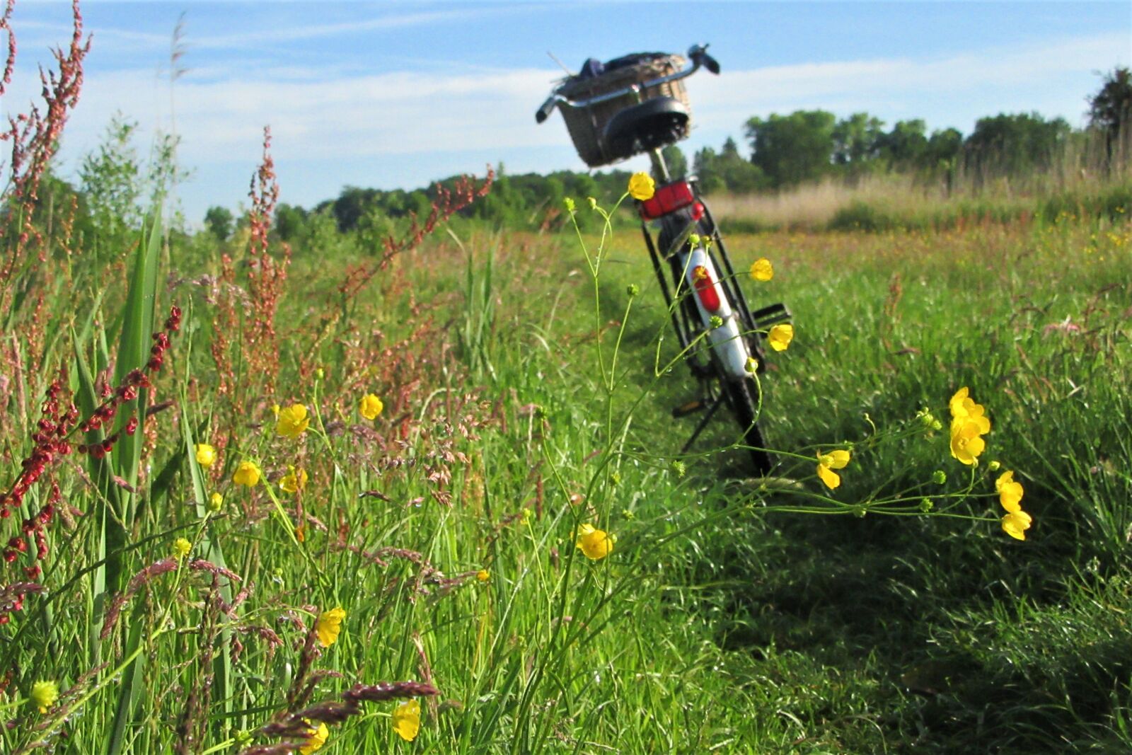 Canon PowerShot SX610 HS sample photo. Bicycle, outdoor, flowers photography