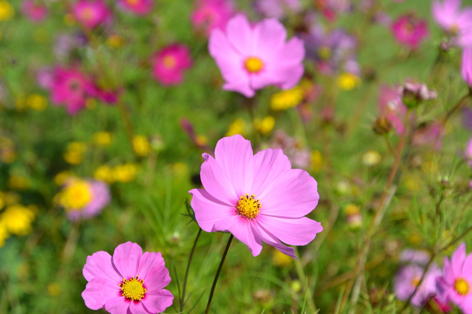 Nikon D3100 sample photo. Flowers, flower meadow, cosmea photography