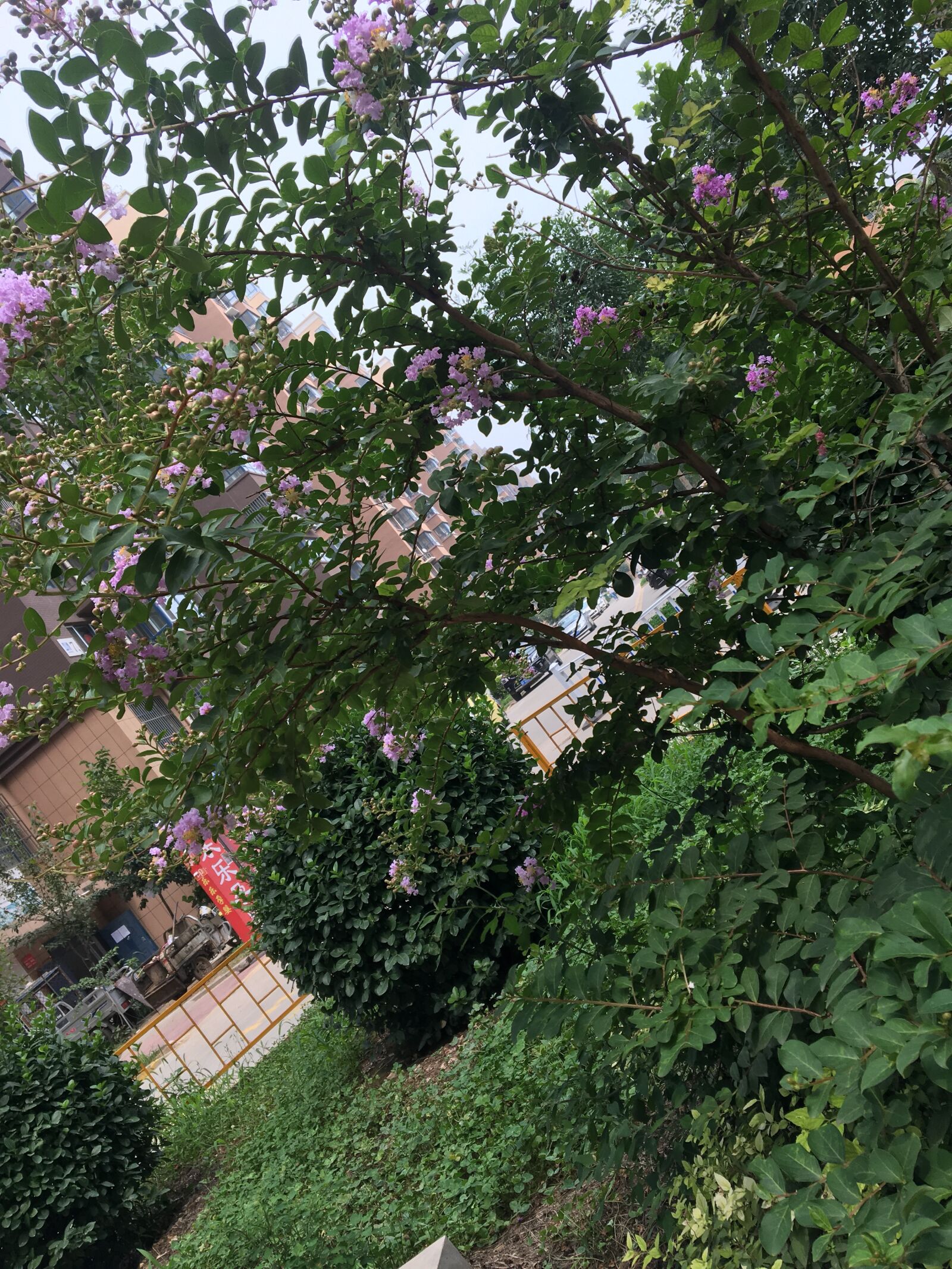iPhone 6s back camera 4.15mm f/2.2 sample photo. Big, and pretty, flower photography