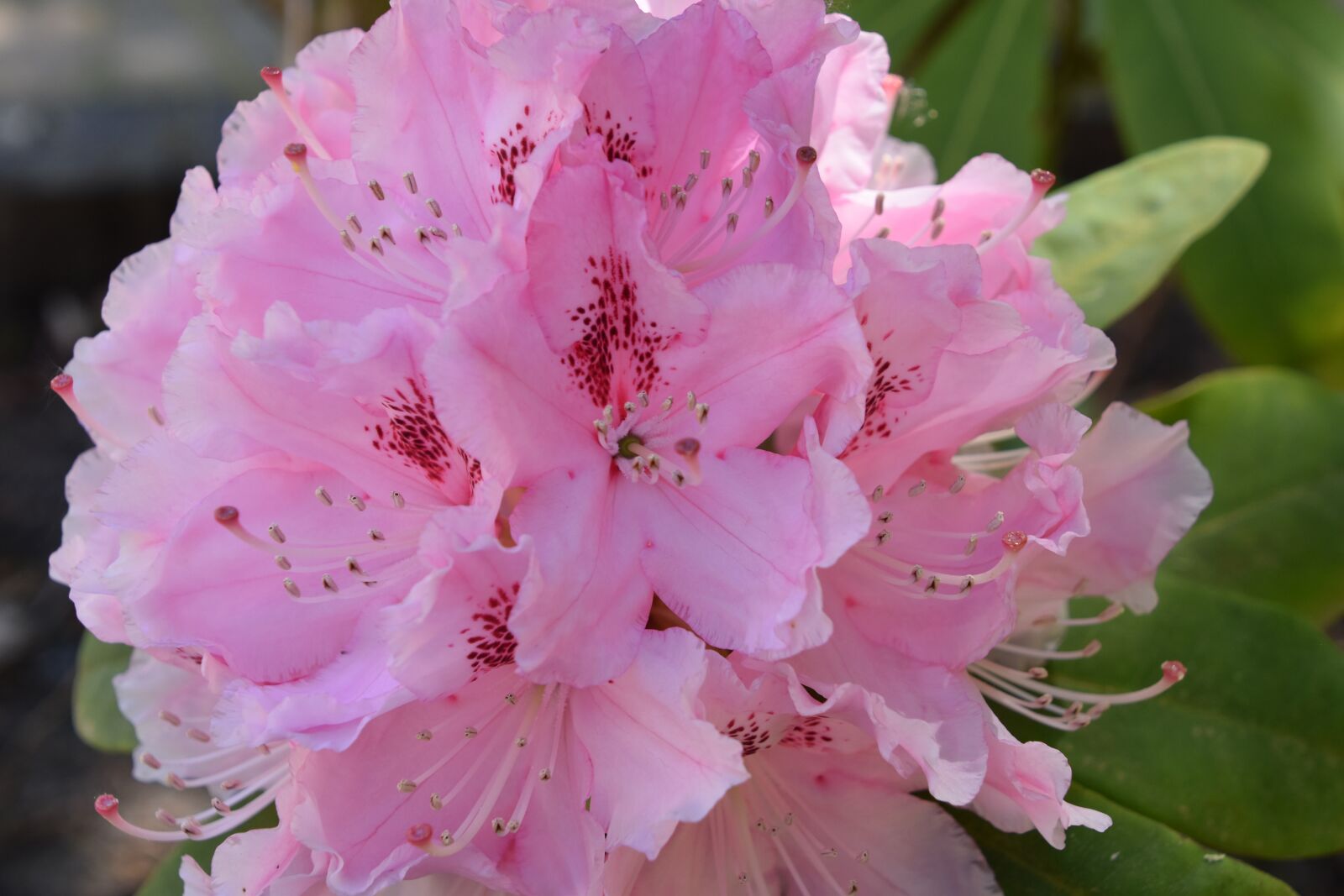 Nikon D5600 sample photo. Flower, pink, color pink photography