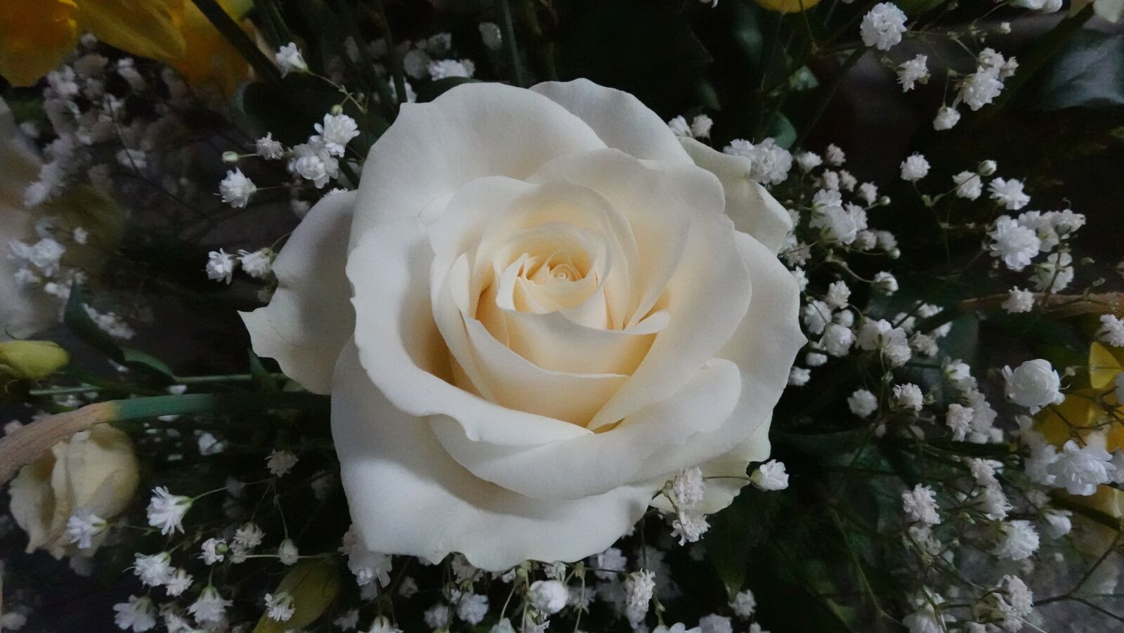 Sony DSC-RX100M7 sample photo. Rose, white, flowers photography