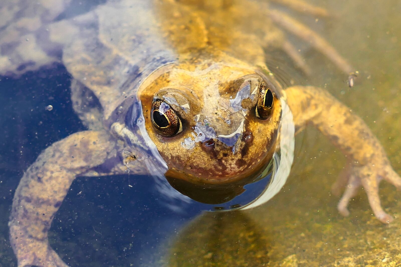 Panasonic Lumix DMC-FZ1000 sample photo. Animals, frogs, amphibian photography