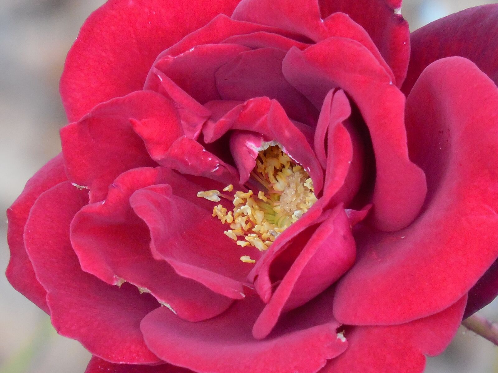 Nikon COOLPIX L620 sample photo. Rose, bloom, blossom photography