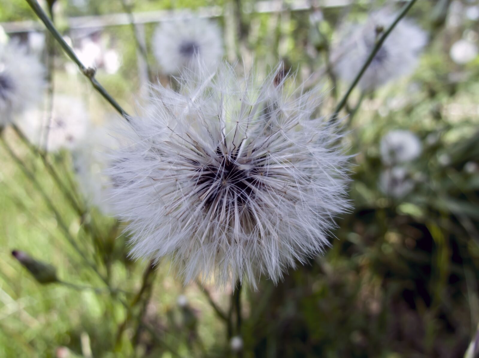 Canon PowerShot SX40 HS sample photo. Dandelion, macro, southern georgia photography