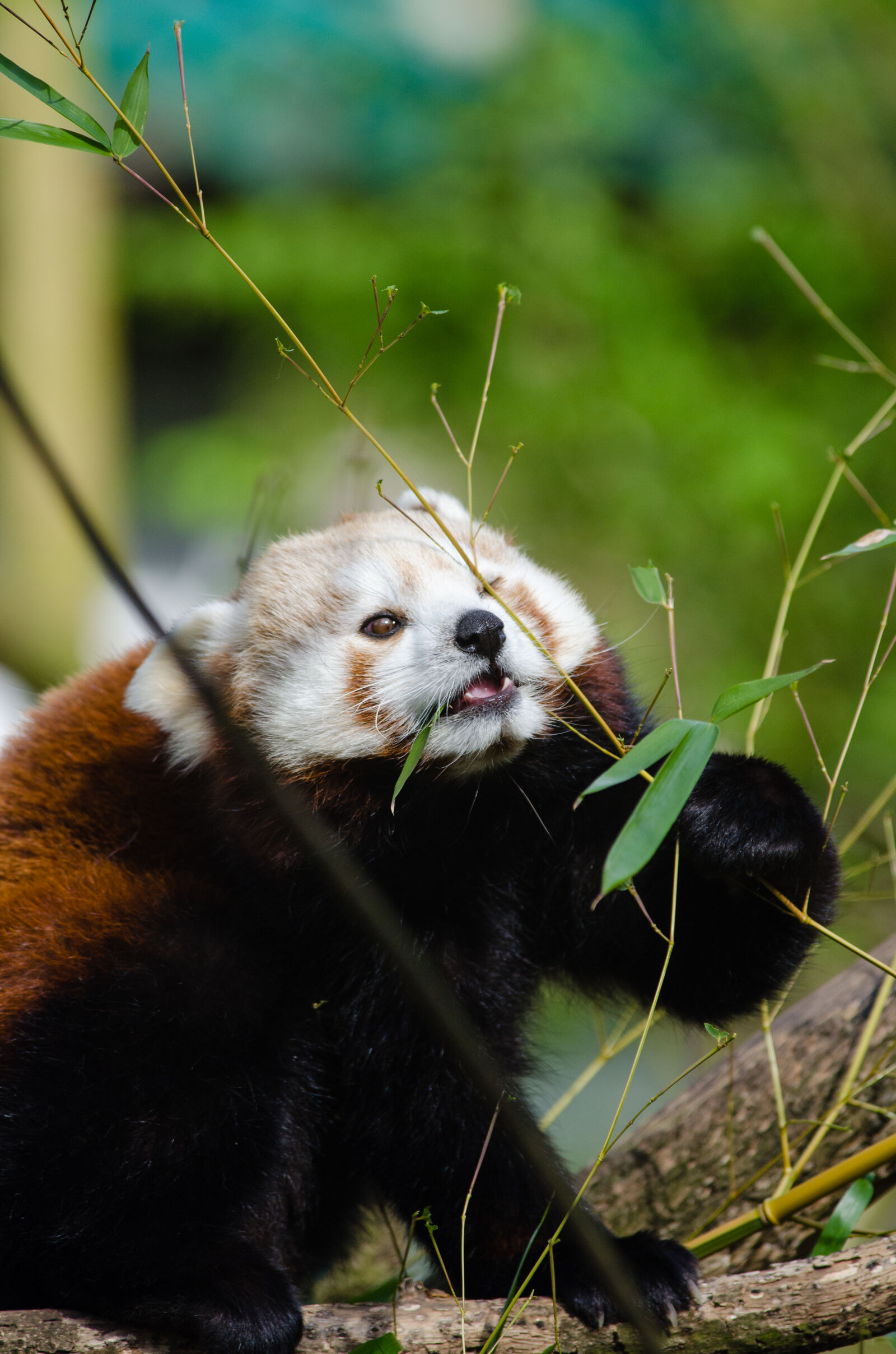 Nikon D7000 + Sigma APO Tele Macro 300mm F4 sample photo