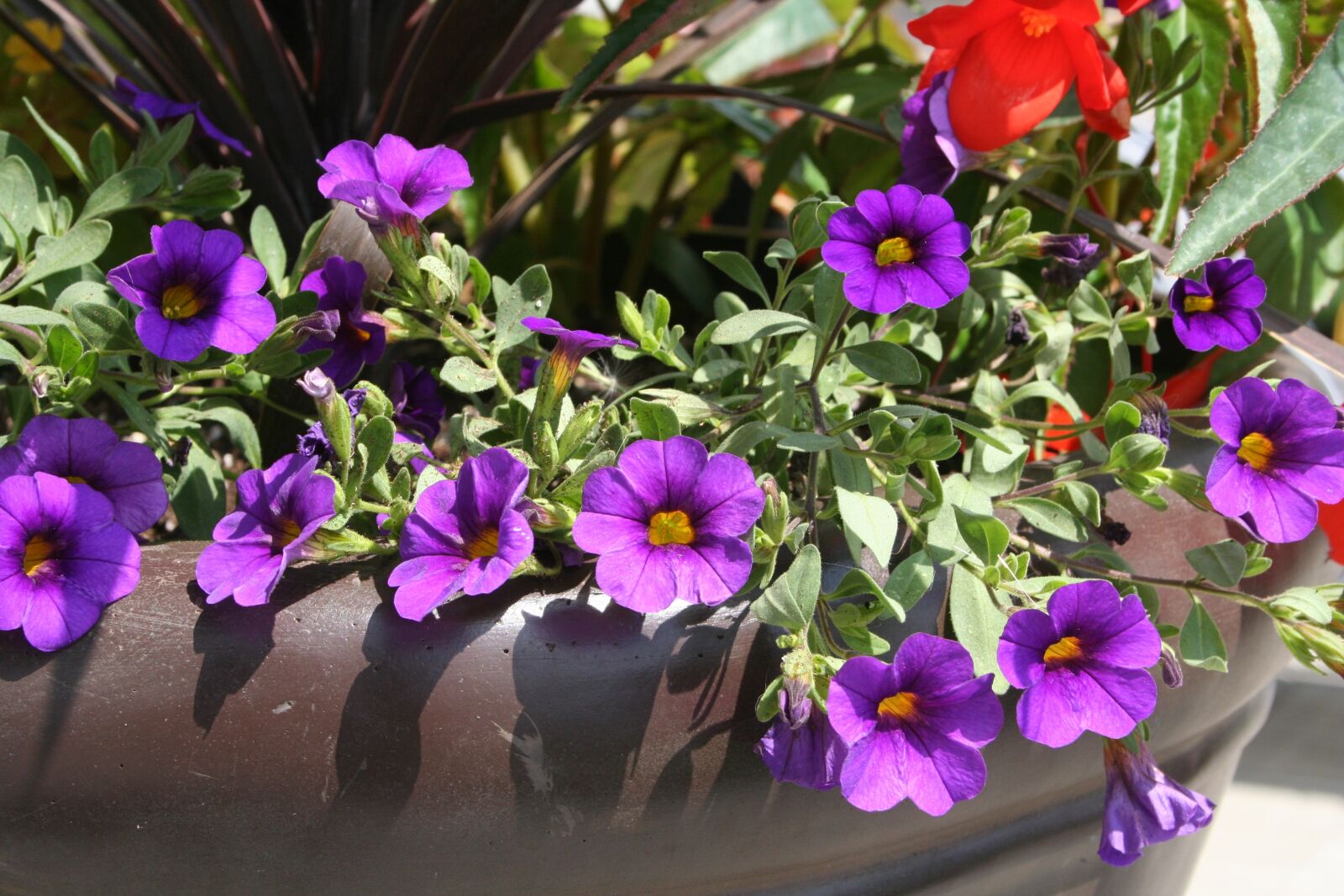 Canon EOS 350D (EOS Digital Rebel XT / EOS Kiss Digital N) sample photo. Flower, purple, pot photography