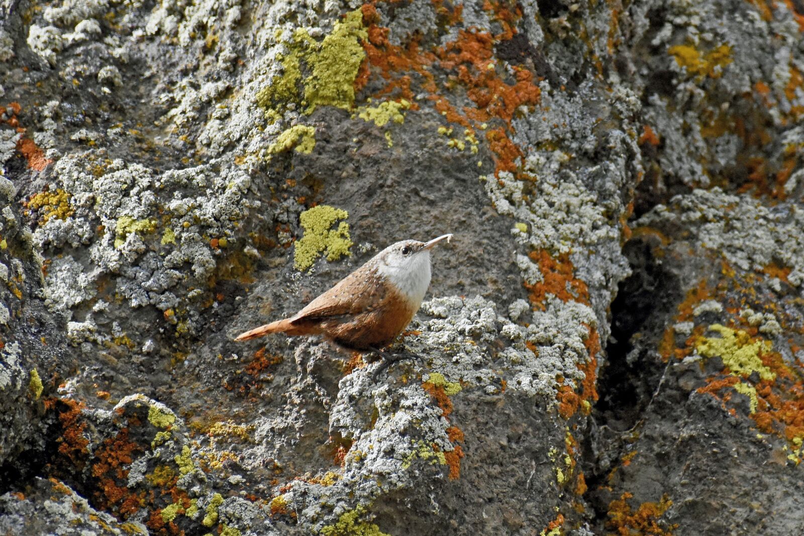 Nikon D7200 sample photo. Wren, canyon wren, bird photography