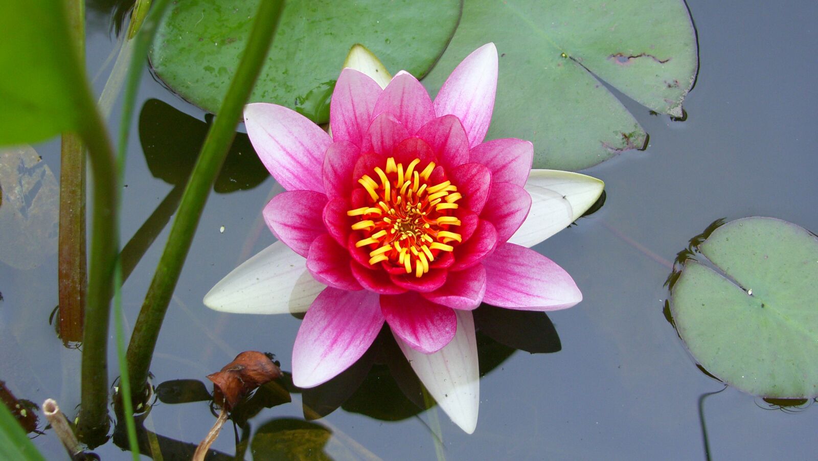 Samsung Pro 815 sample photo. Flower, plant, blossom photography